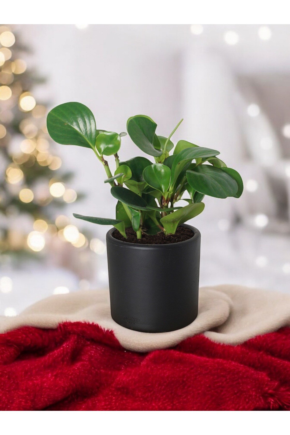 Taş Saksıda Zümrüt Dalgası Bitkisi-Peperomia Obtusifolia Peperomya No 3