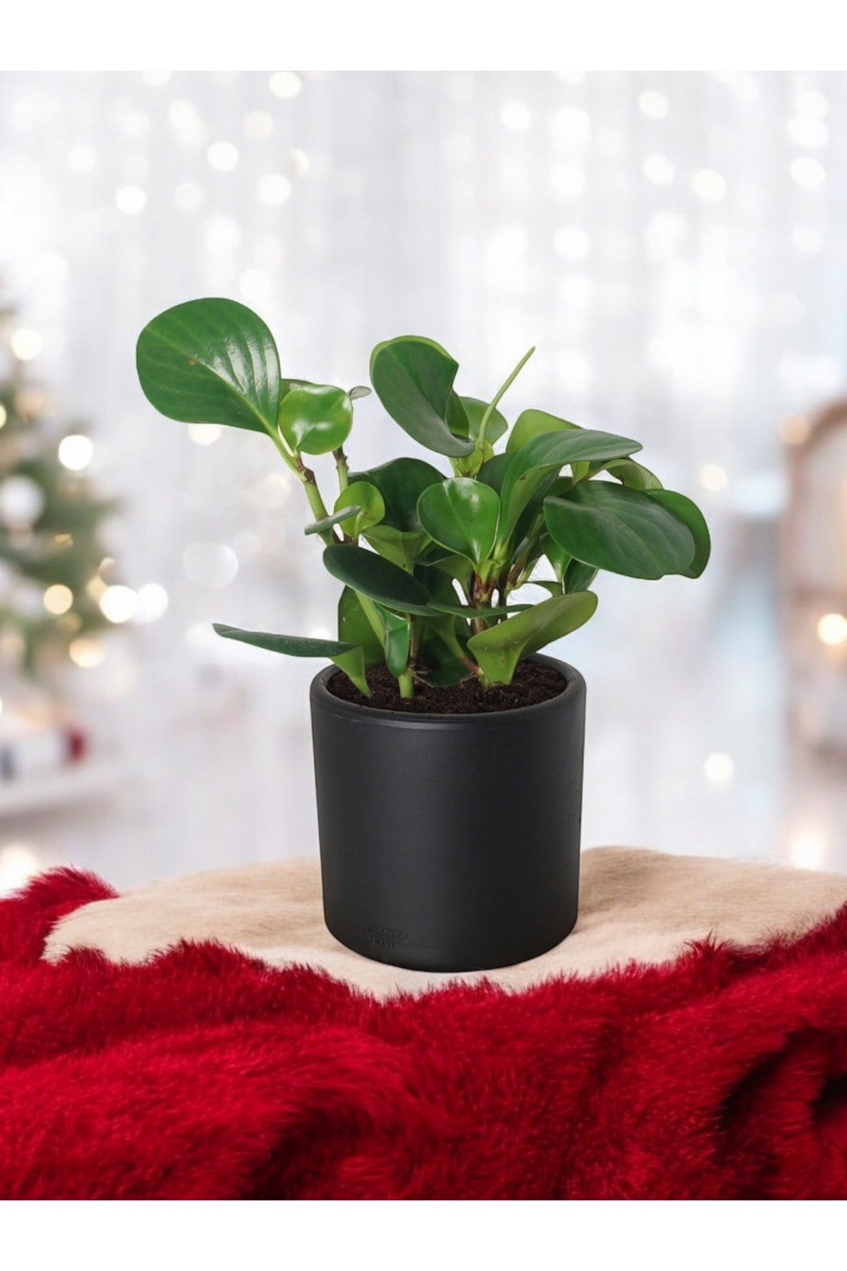 Taş Saksıda Zümrüt Dalgası Bitkisi-Peperomia Obtusifolia Peperomya No 3