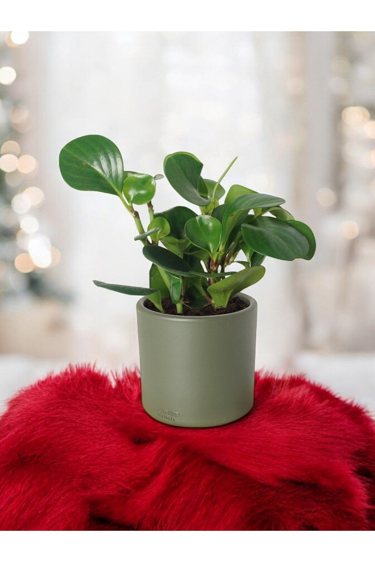 Taş Saksıda Zümrüt Dalgası Bitkisi-Peperomia Obtusifolia Peperomya No 4