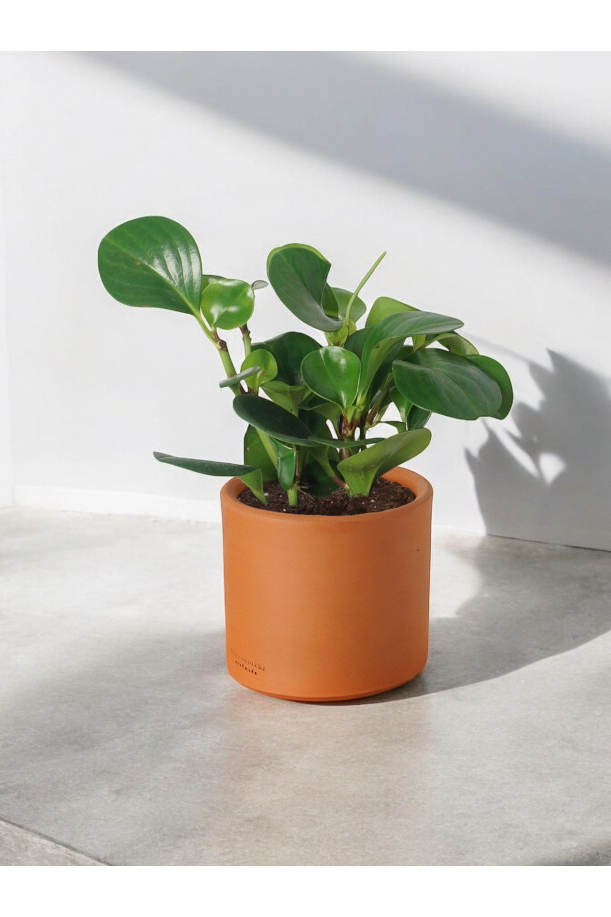 Taş Saksıda Zümrüt Dalgası Bitkisi-Peperomia Obtusifolia Peperomya No2