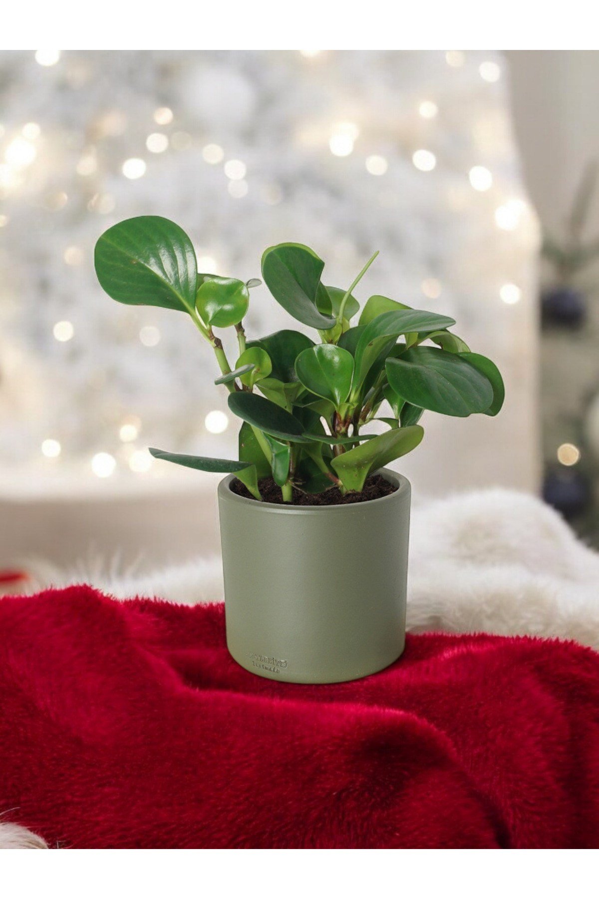 Taş Saksıda Zümrüt Dalgası Bitkisi-Peperomia Obtusifolia Peperomya No 4