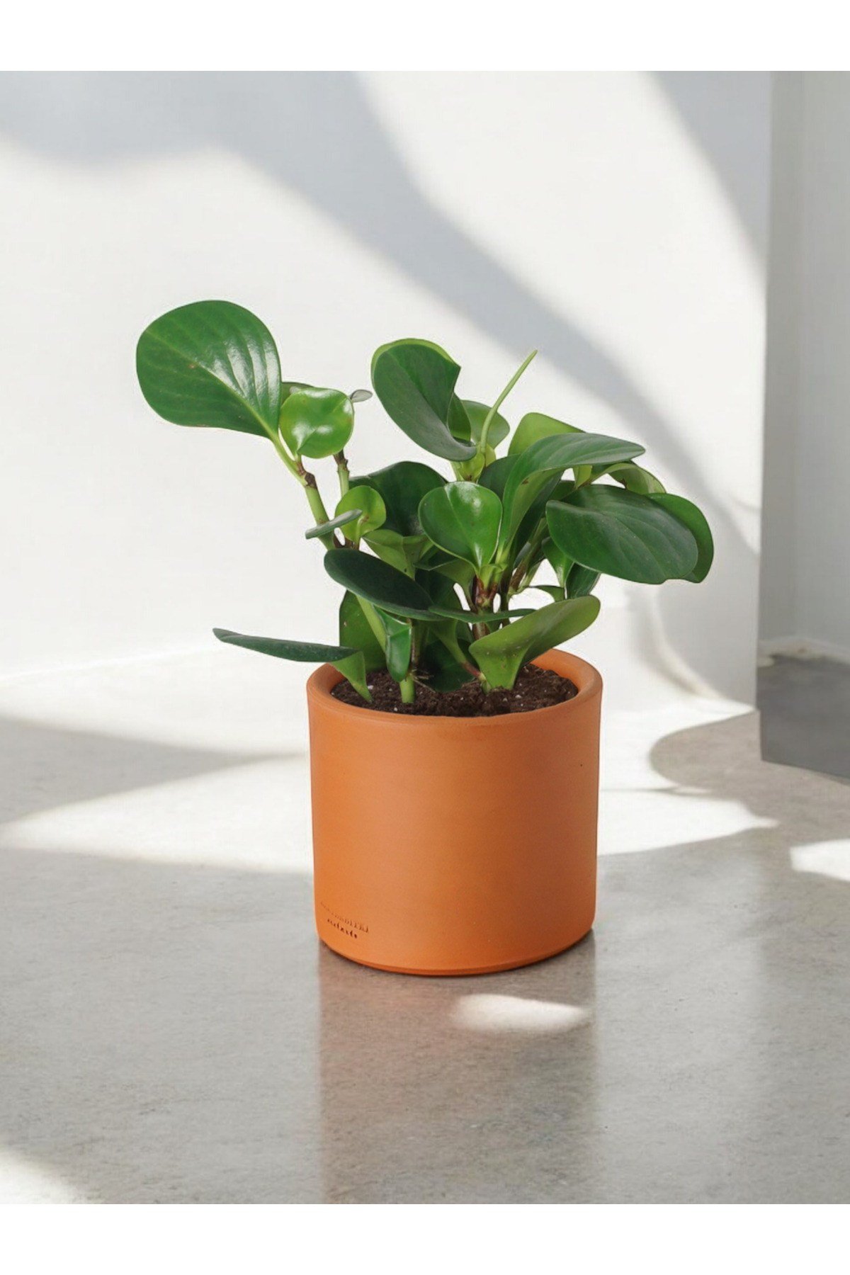Taş Saksıda Zümrüt Dalgası Bitkisi-Peperomia Obtusifolia Peperomya No2