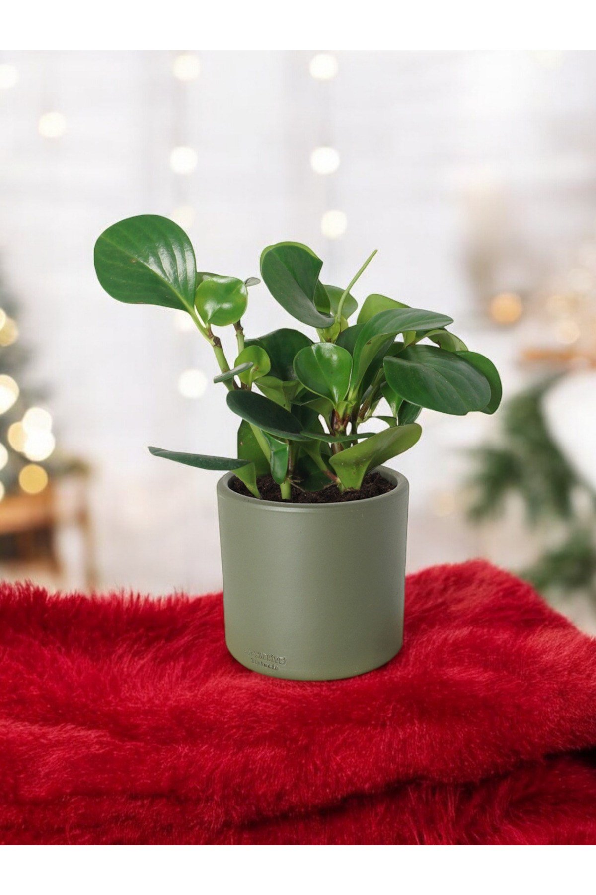 Taş Saksıda Zümrüt Dalgası Bitkisi-Peperomia Obtusifolia Peperomya No 4