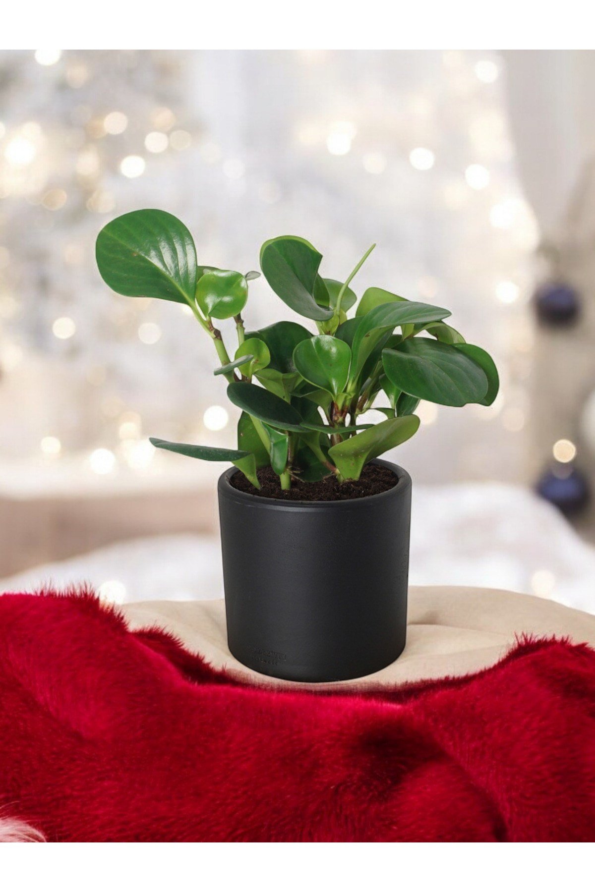 Taş Saksıda Zümrüt Dalgası Bitkisi-Peperomia Obtusifolia Peperomya No 3