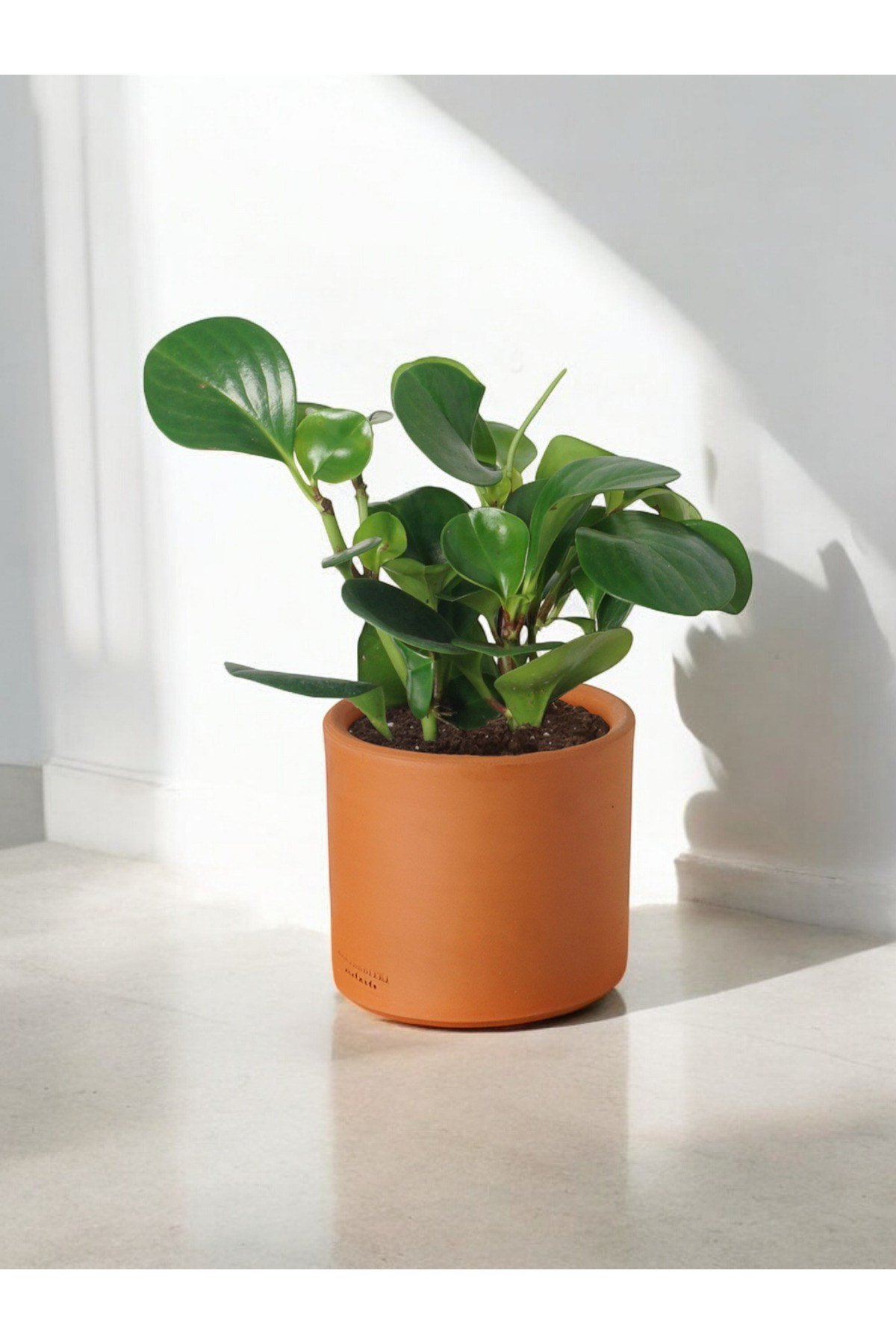 Taş Saksıda Zümrüt Dalgası Bitkisi-Peperomia Obtusifolia Peperomya No2