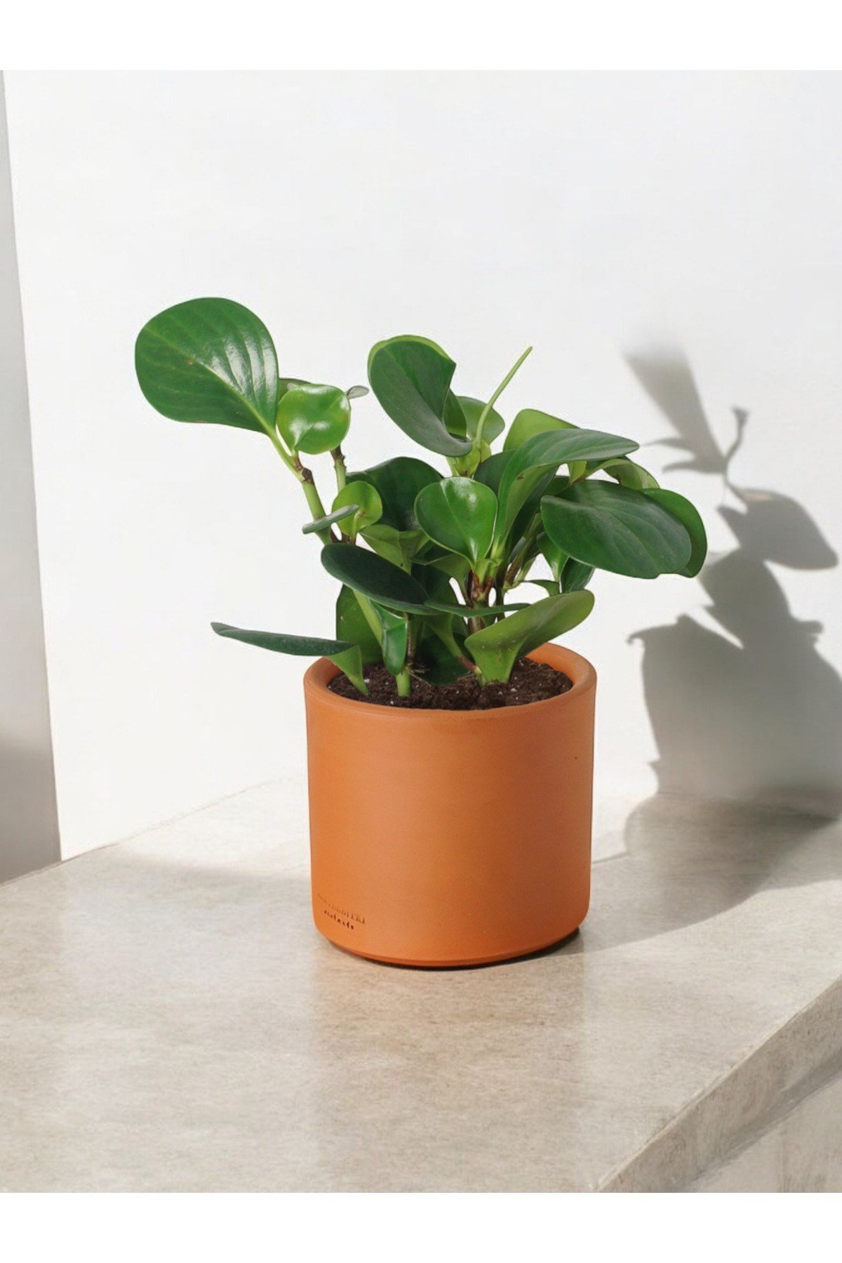 Taş Saksıda Zümrüt Dalgası Bitkisi-Peperomia Obtusifolia Peperomya No2