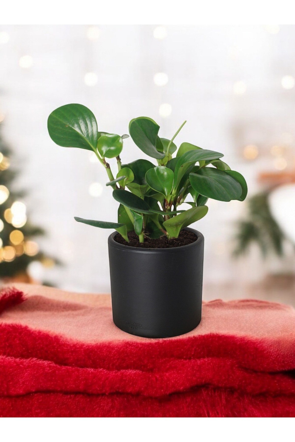 Taş Saksıda Zümrüt Dalgası Bitkisi-Peperomia Obtusifolia Peperomya No 3