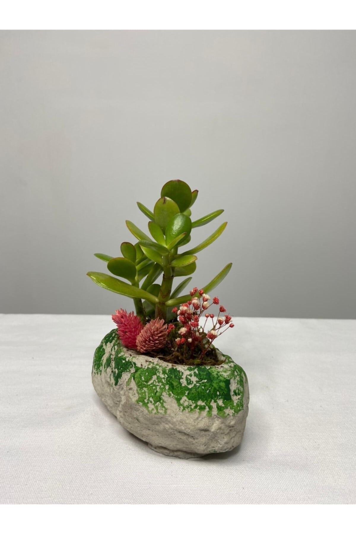 Taş Serisi Crassula Tasarım - Para Çiçeği
