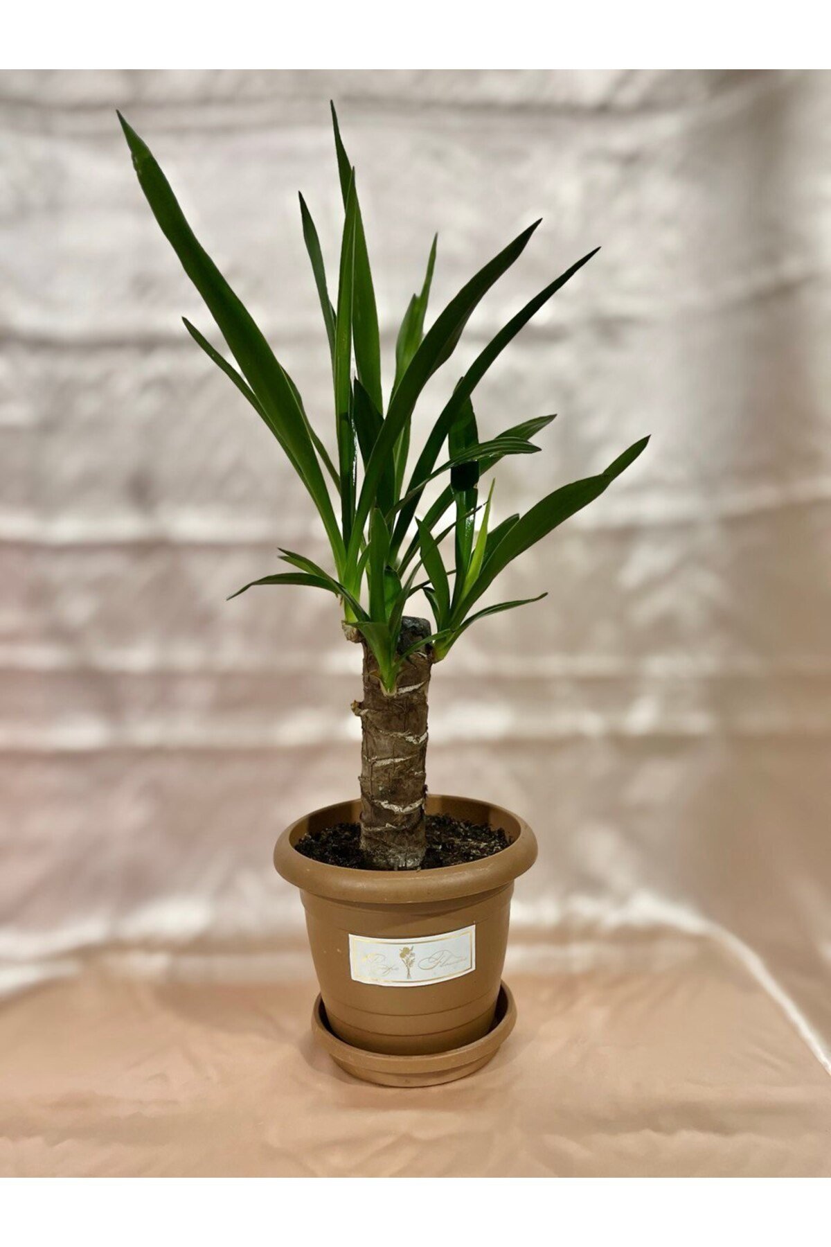 TEK GÖVDE KÜÇÜK BOY YUCCA OFİS BİTKİSİ
