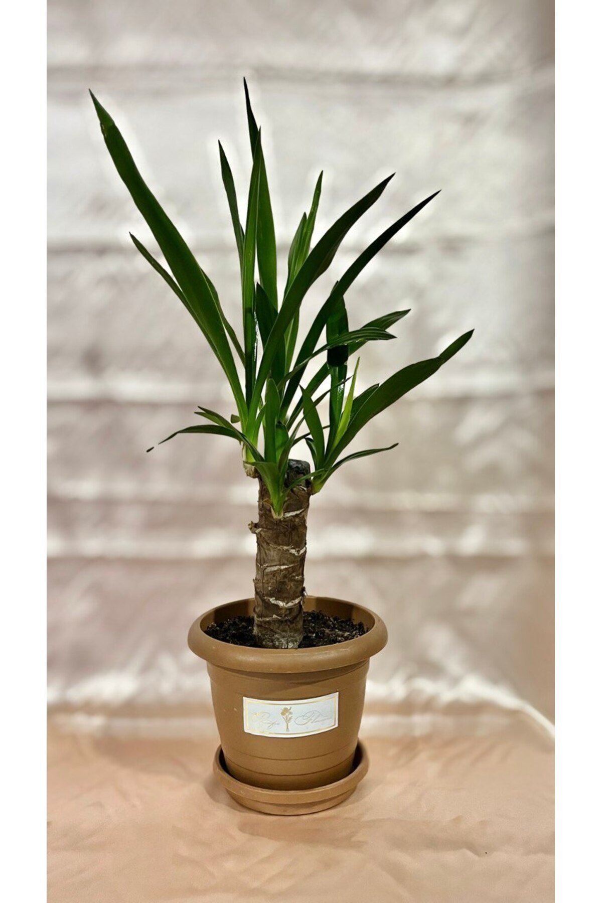 TEK GÖVDE KÜÇÜK BOY YUCCA OFİS BİTKİSİ