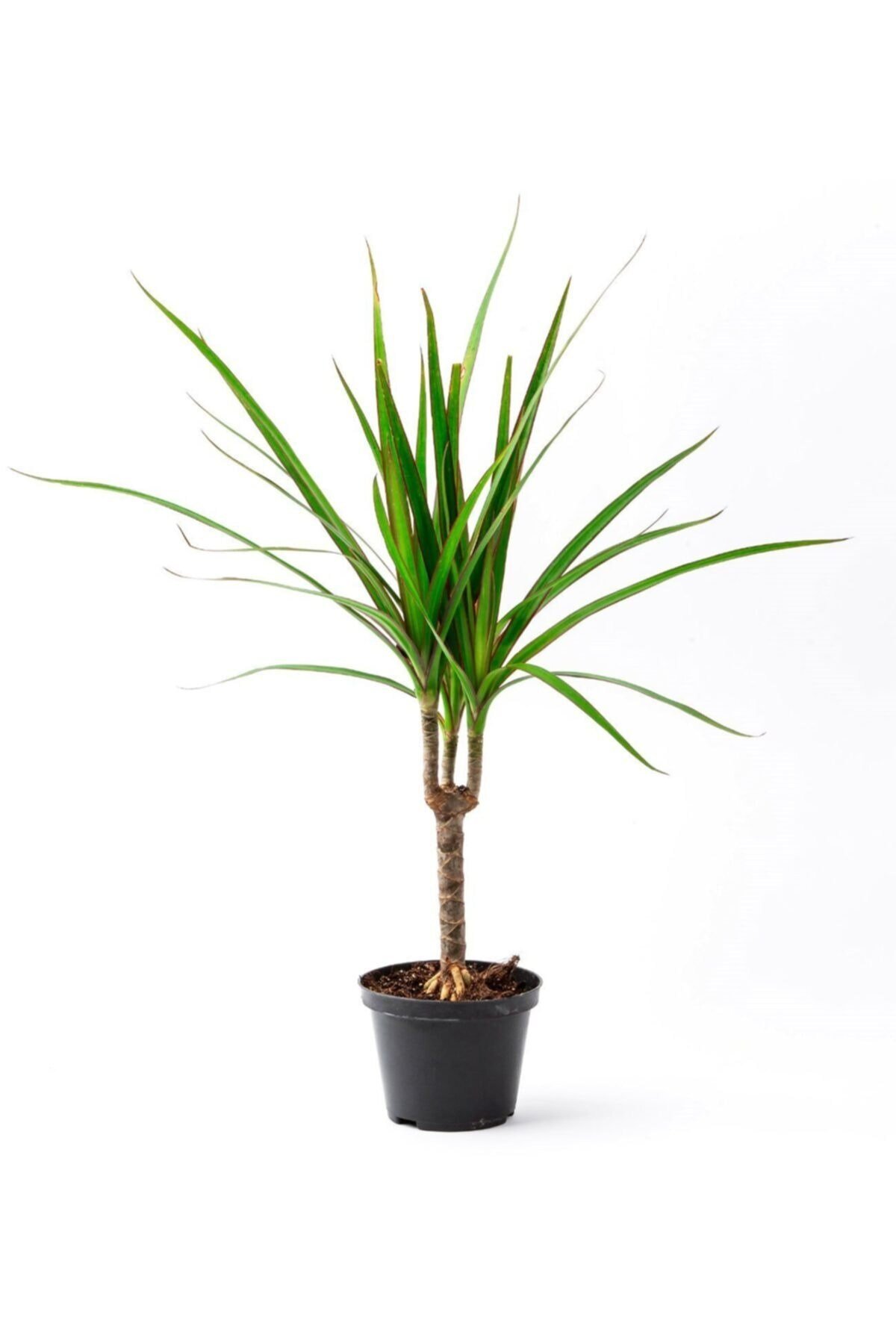 Tekli Dracena Marginata