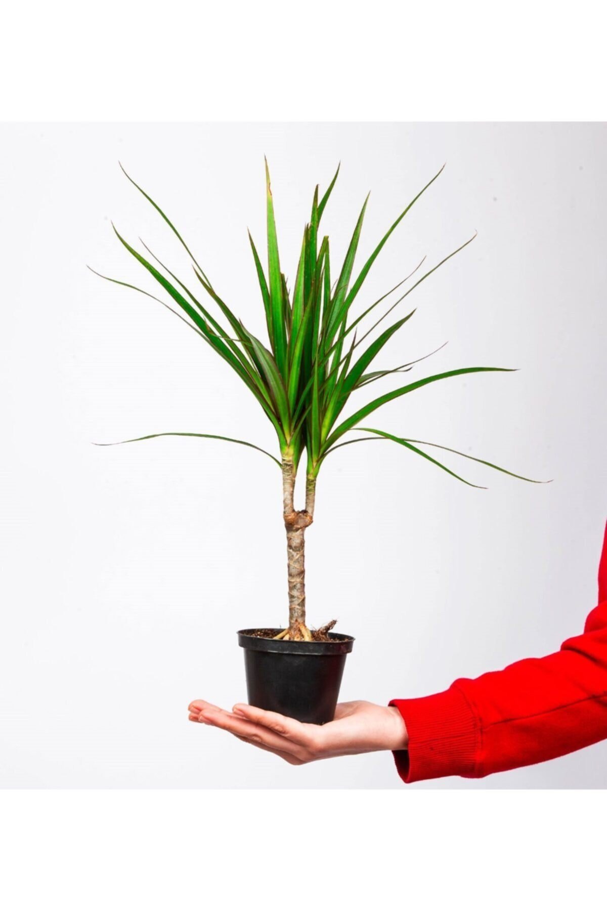 Tekli Dracena Marginata