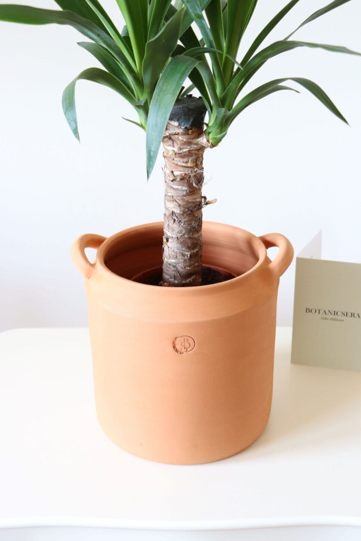 Tekli İthal Yucca Bitkisi