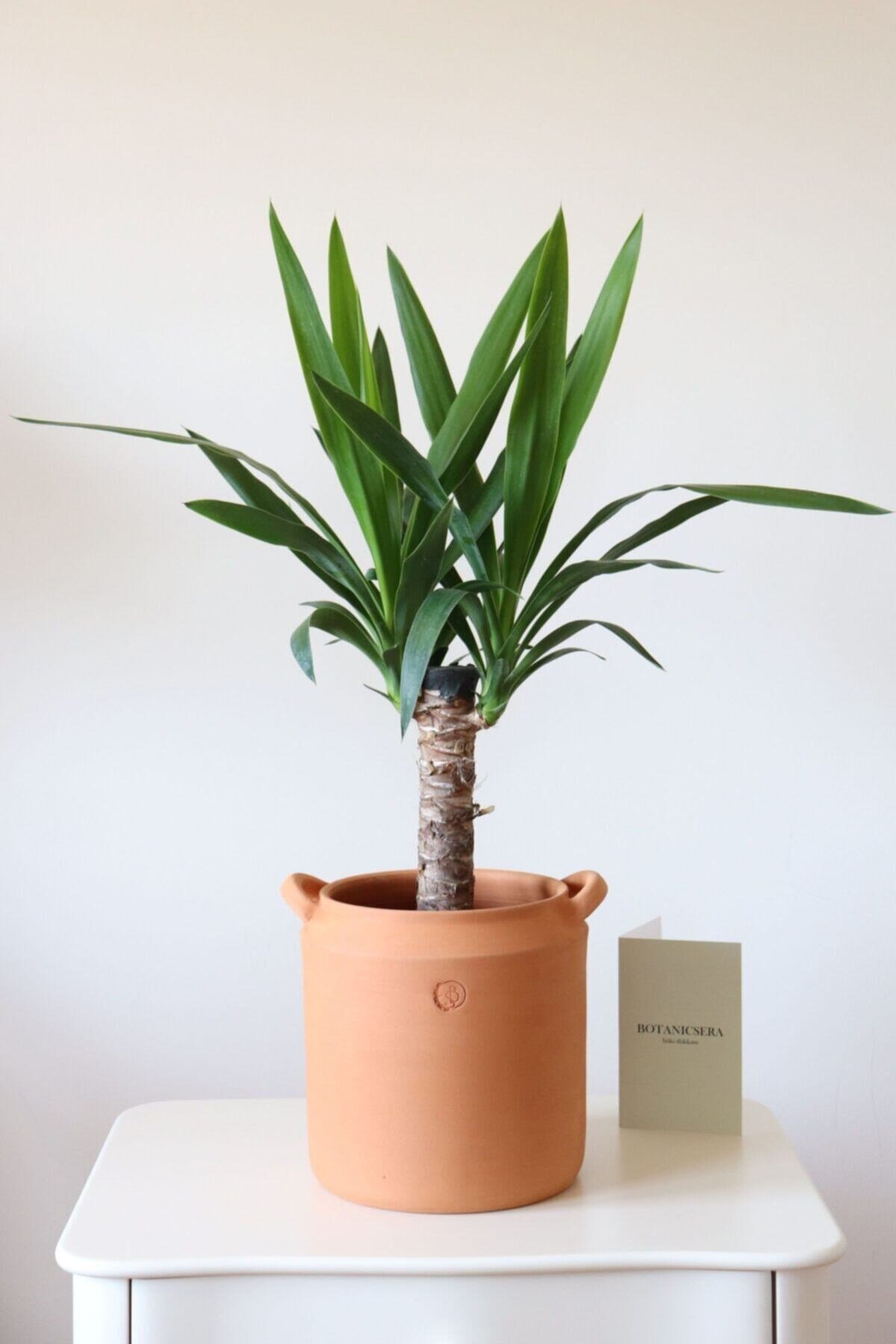 Tekli İthal Yucca Bitkisi