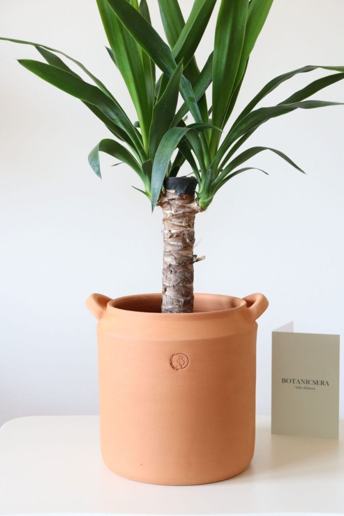 Tekli İthal Yucca Bitkisi