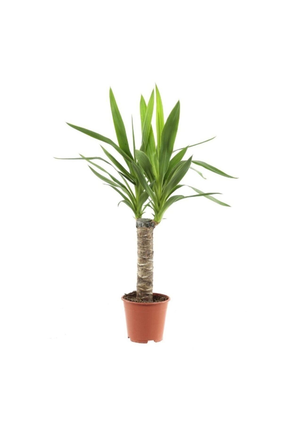 Tekli Yucca 40cm