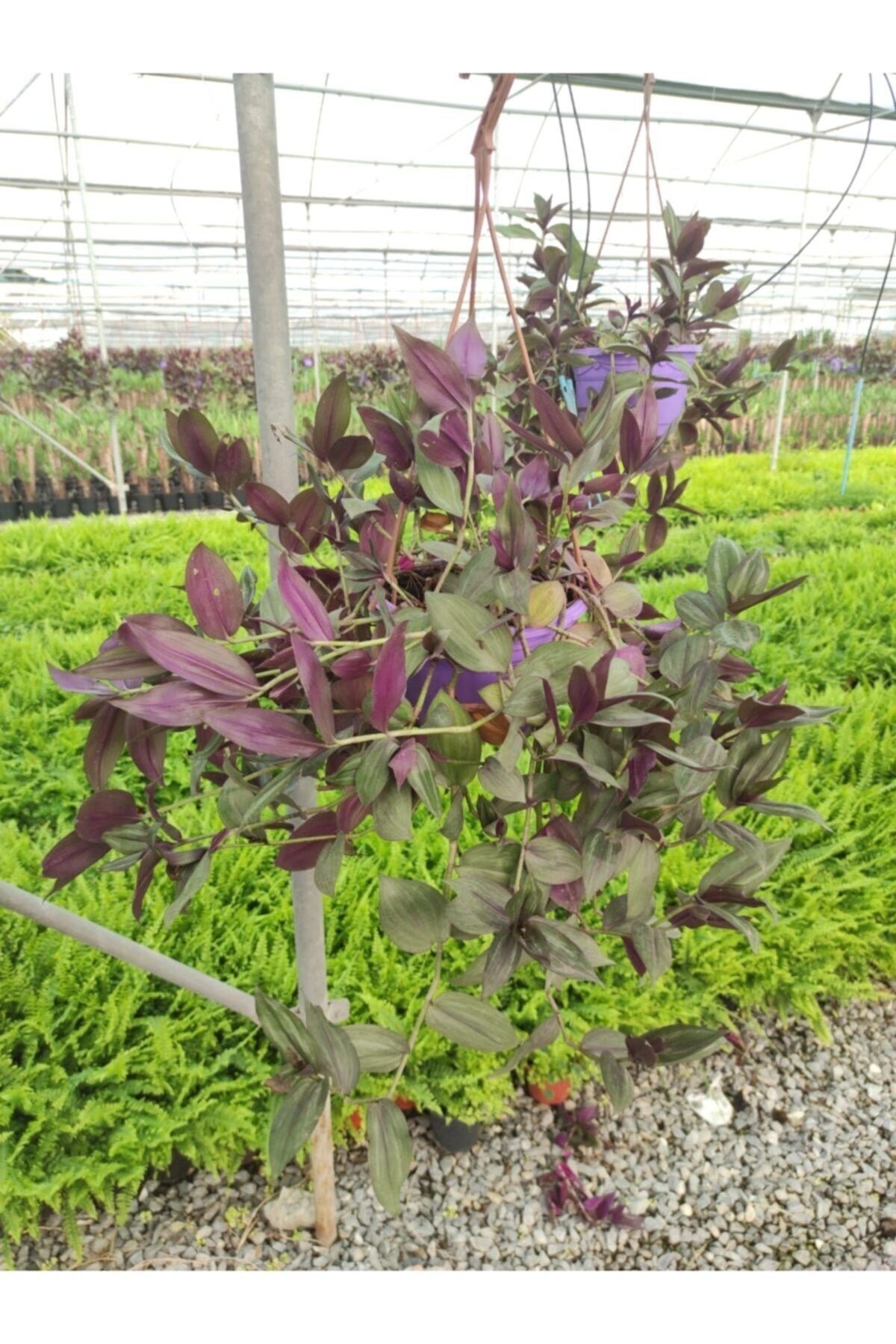 Telgraf Çiçeği (mor) Tradescantia Pallida