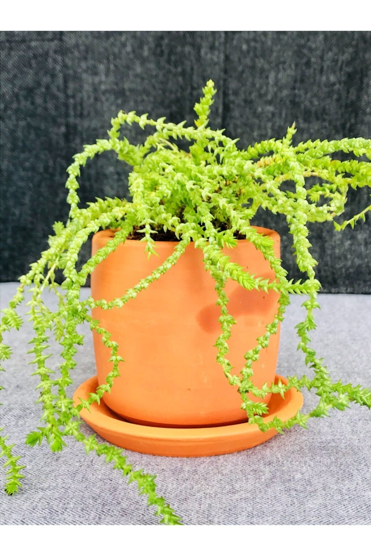 Toprak Saksıda Prenses Çamı / Crassula Muscosa / 9x9 Saksı