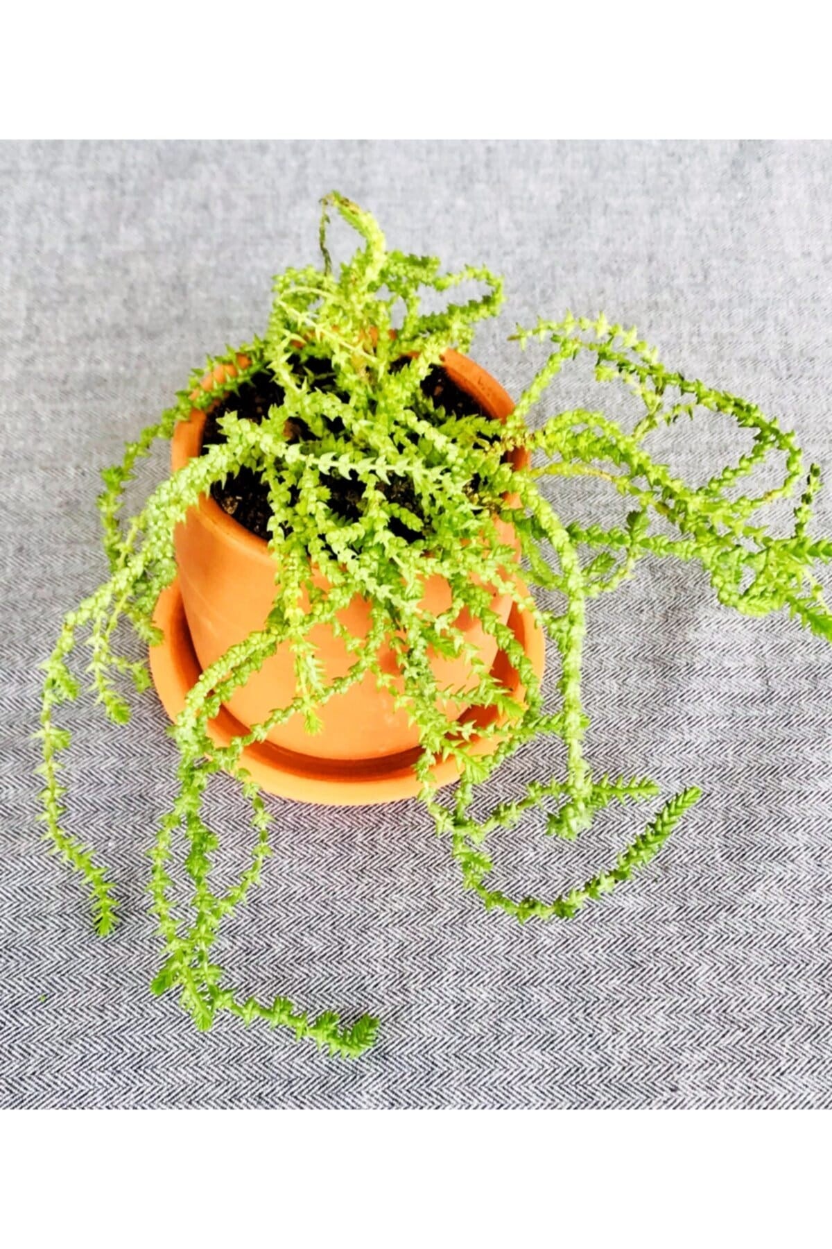 Toprak Saksıda Prenses Çamı / Crassula Muscosa / 9x9 Saksı
