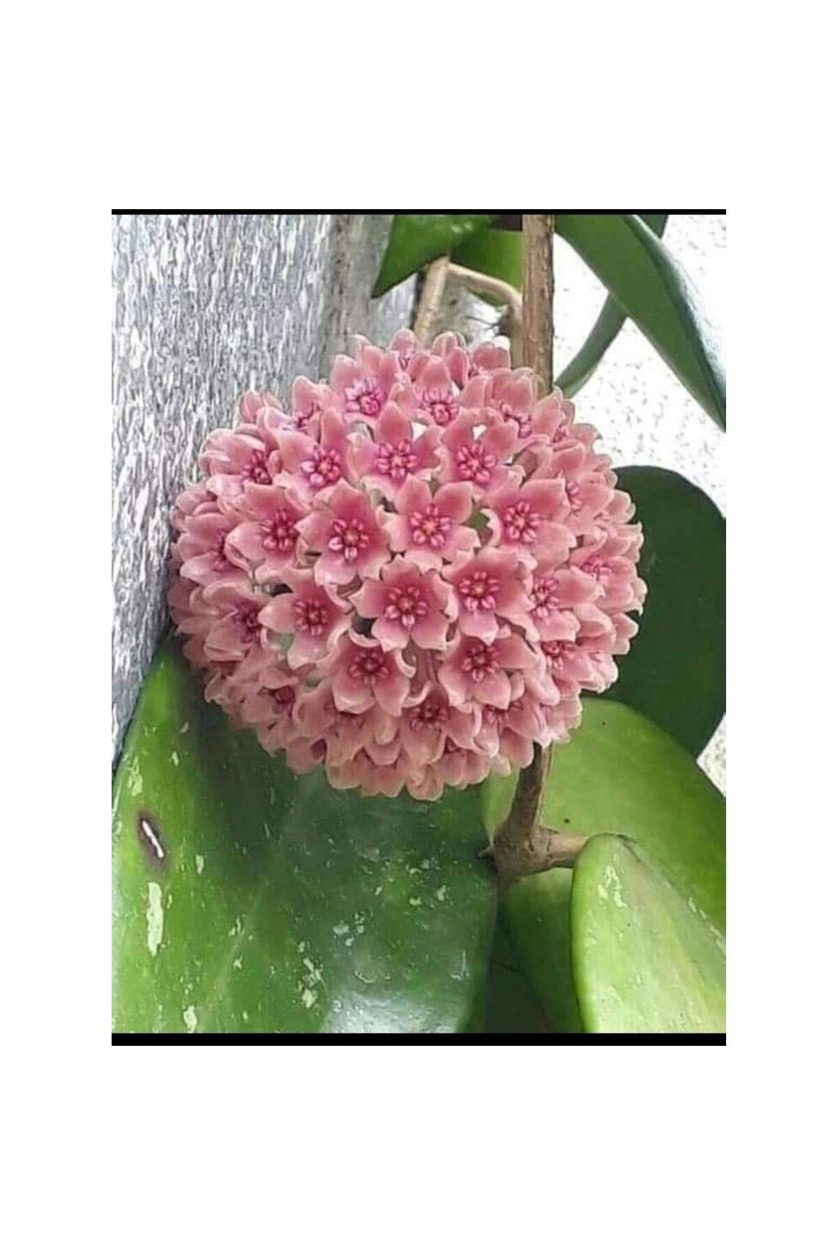 Toz Pembe Renkli Mum Çiçeği Fidanı 10-20 cm