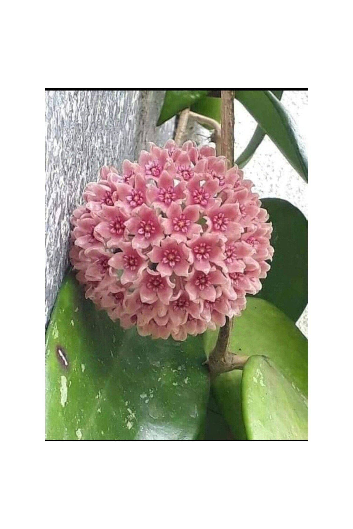 Toz Pembe Renkli Mum Çiçeği Fidanı 10-20 cm