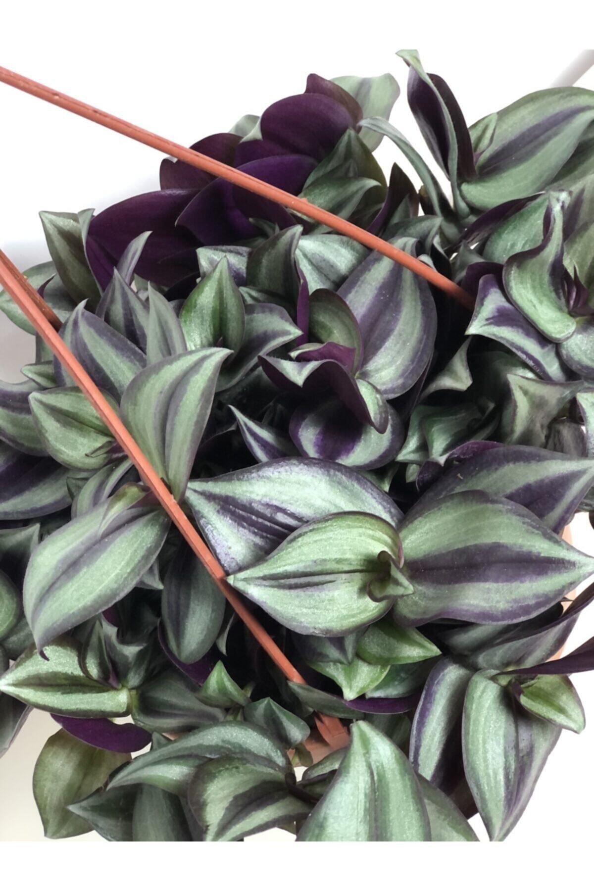 Tradescantia Zebrina ( Telgraf Çiçeği )