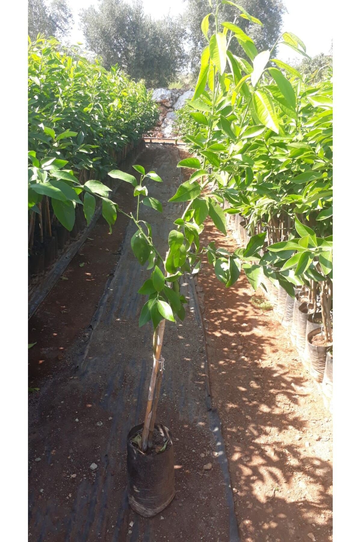 Tüplü Fidan Okitsu Mandalina Fidanı