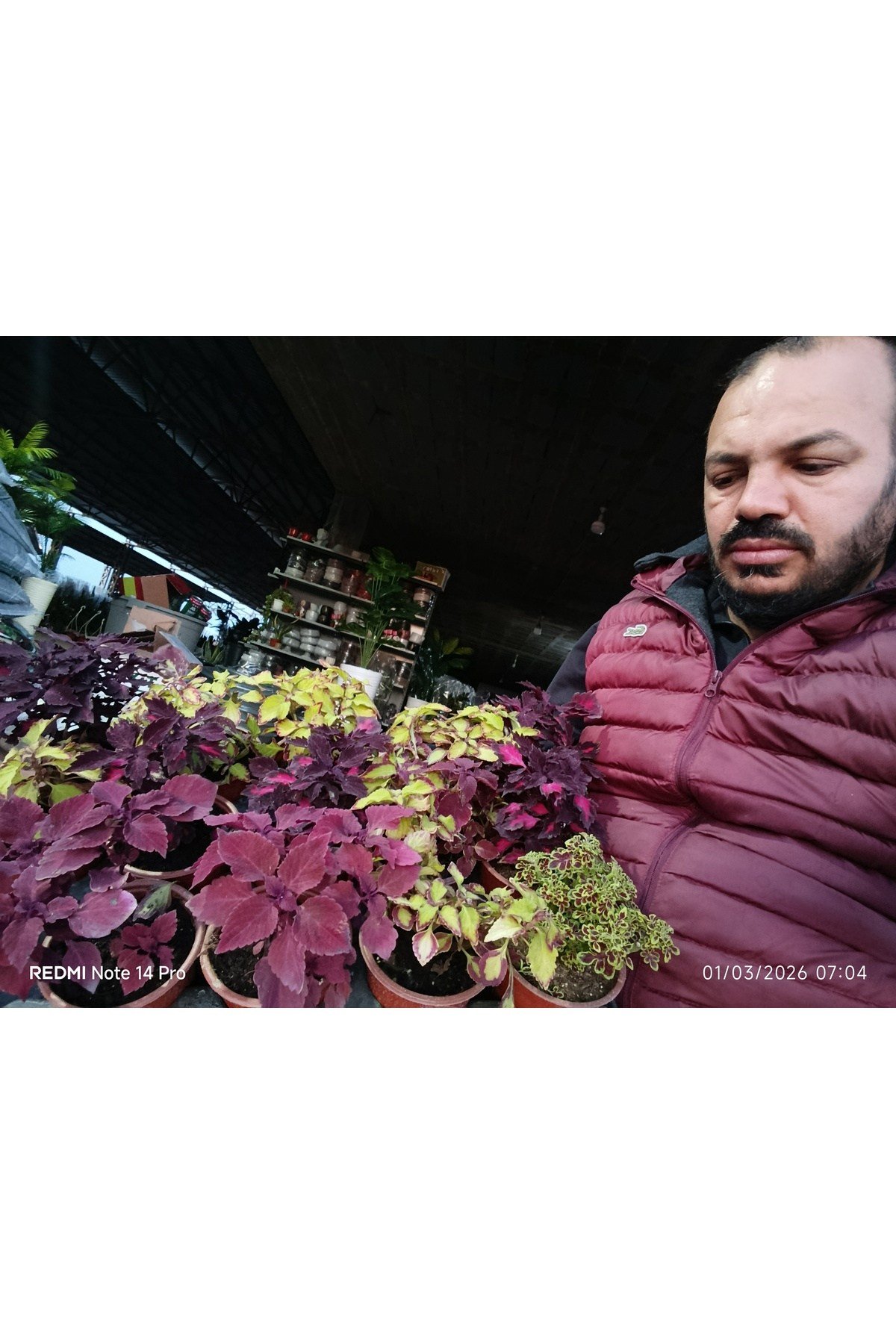 Üçlü Coleus Yaprak Güzeli Seti 3 ayrı renk 3 ayrı saksıda