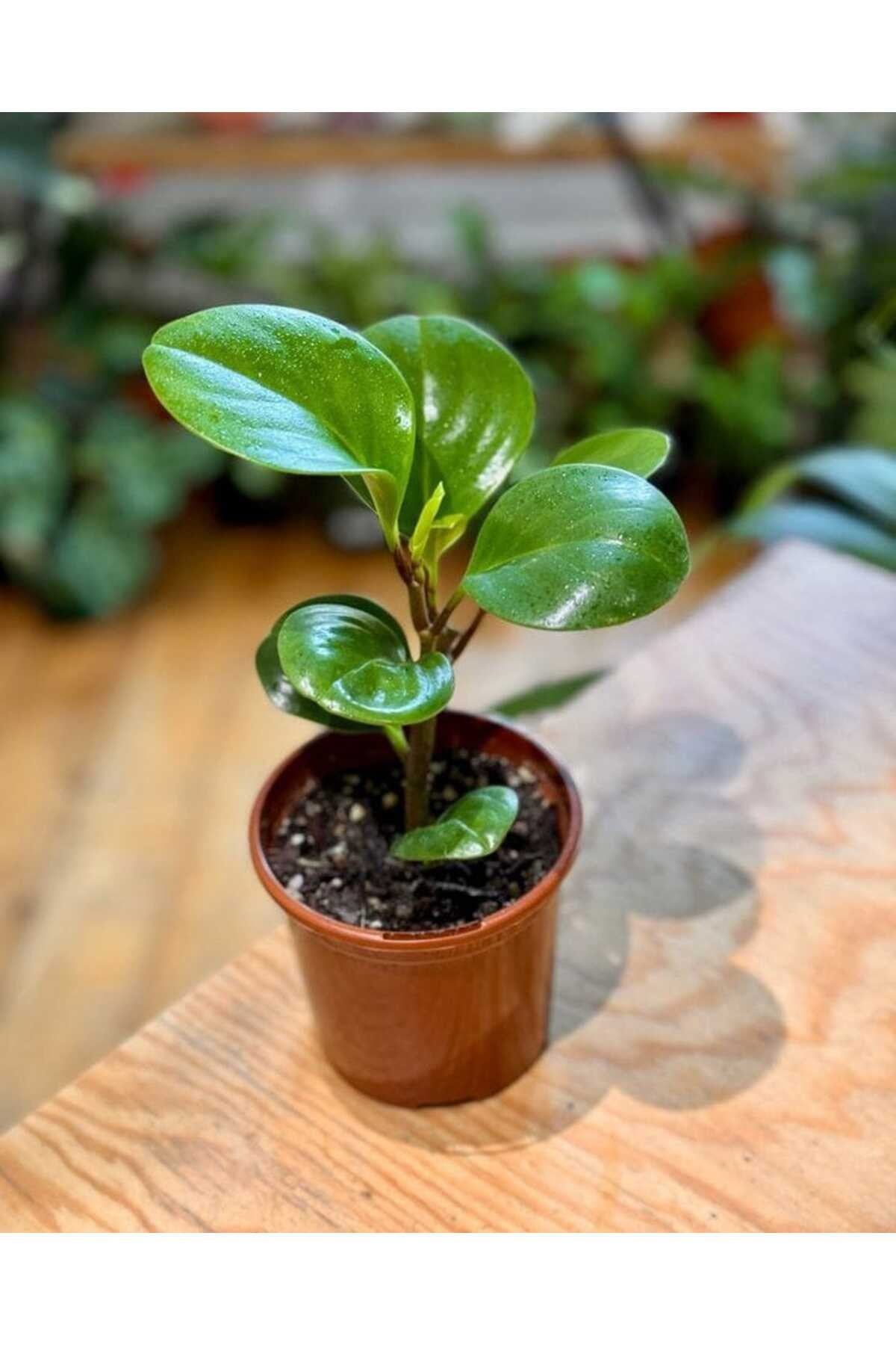 Umut Bitkisi Peperomia Obtusifolia