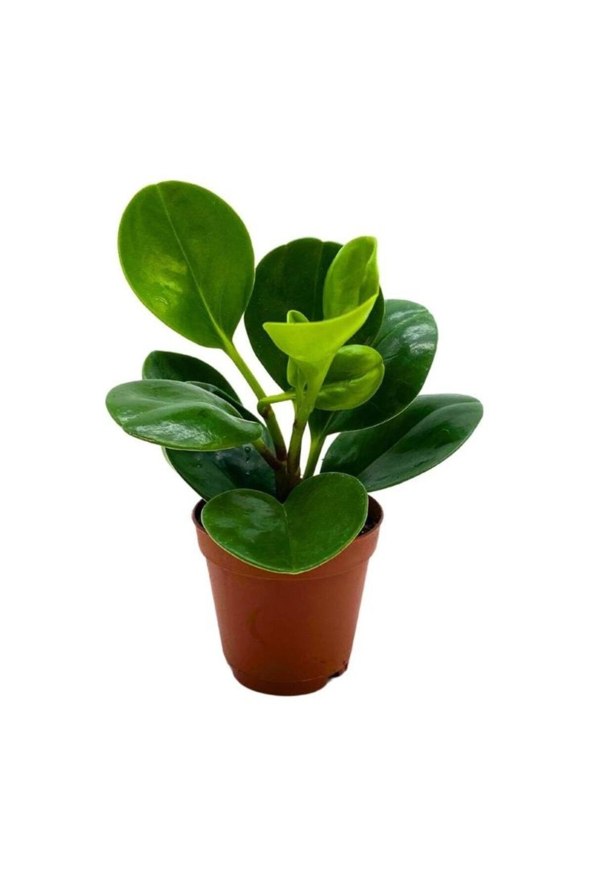 Umut Bitkisi Peperomia Obtusifolia