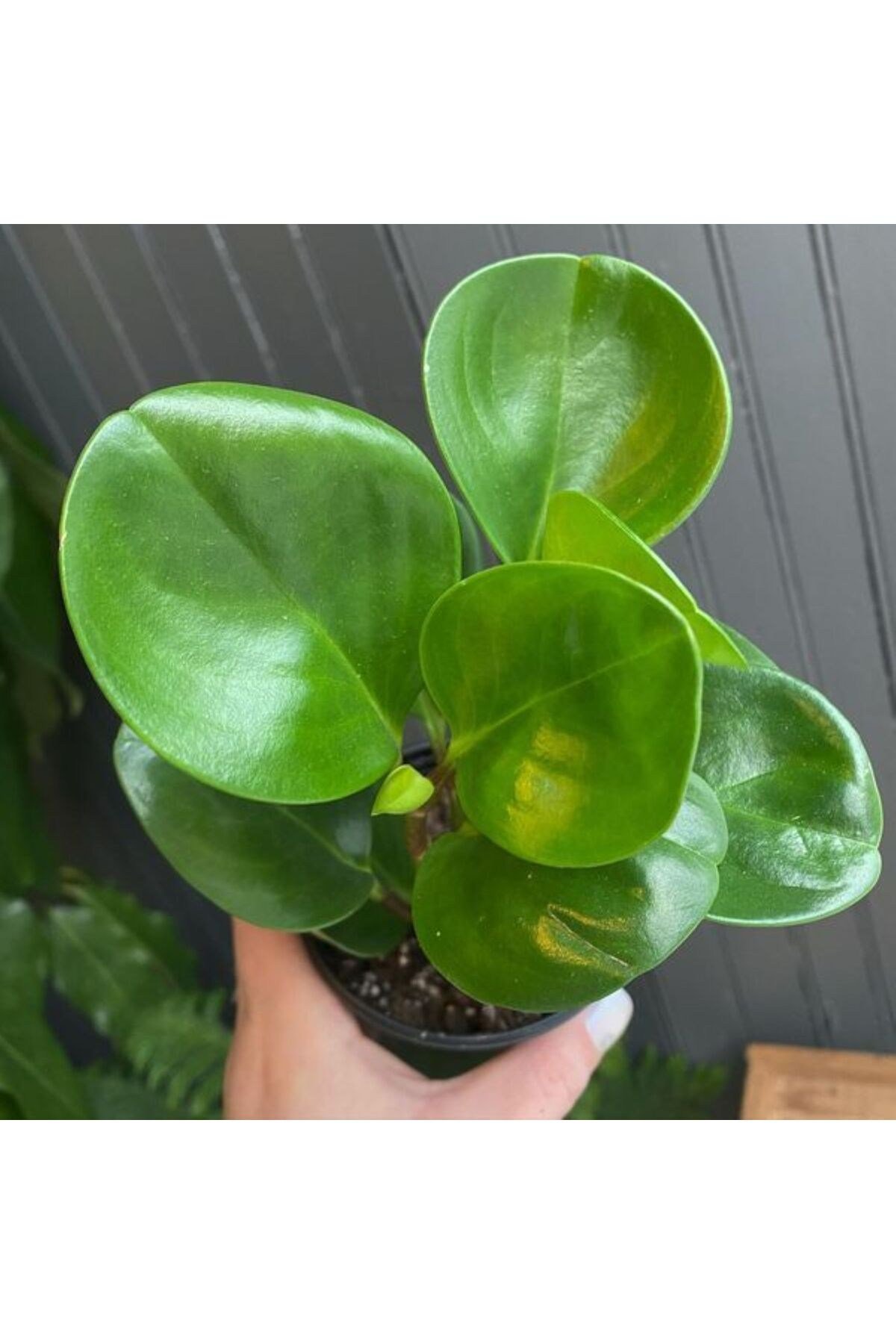 Umut Bitkisi Peperomia Obtusifolia