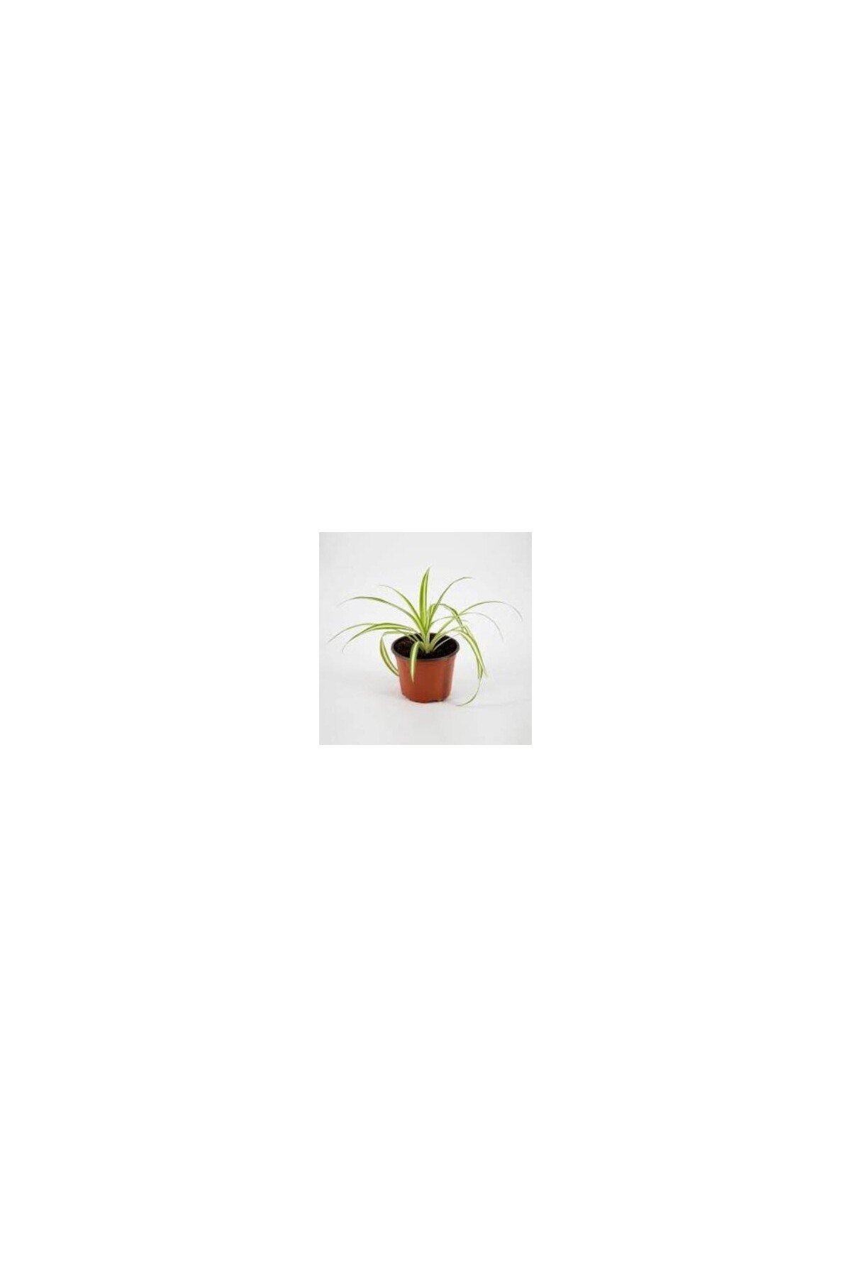 Üretim Saksılı Kurdele Çiçeği Chlorophytum Comosum Variegatum