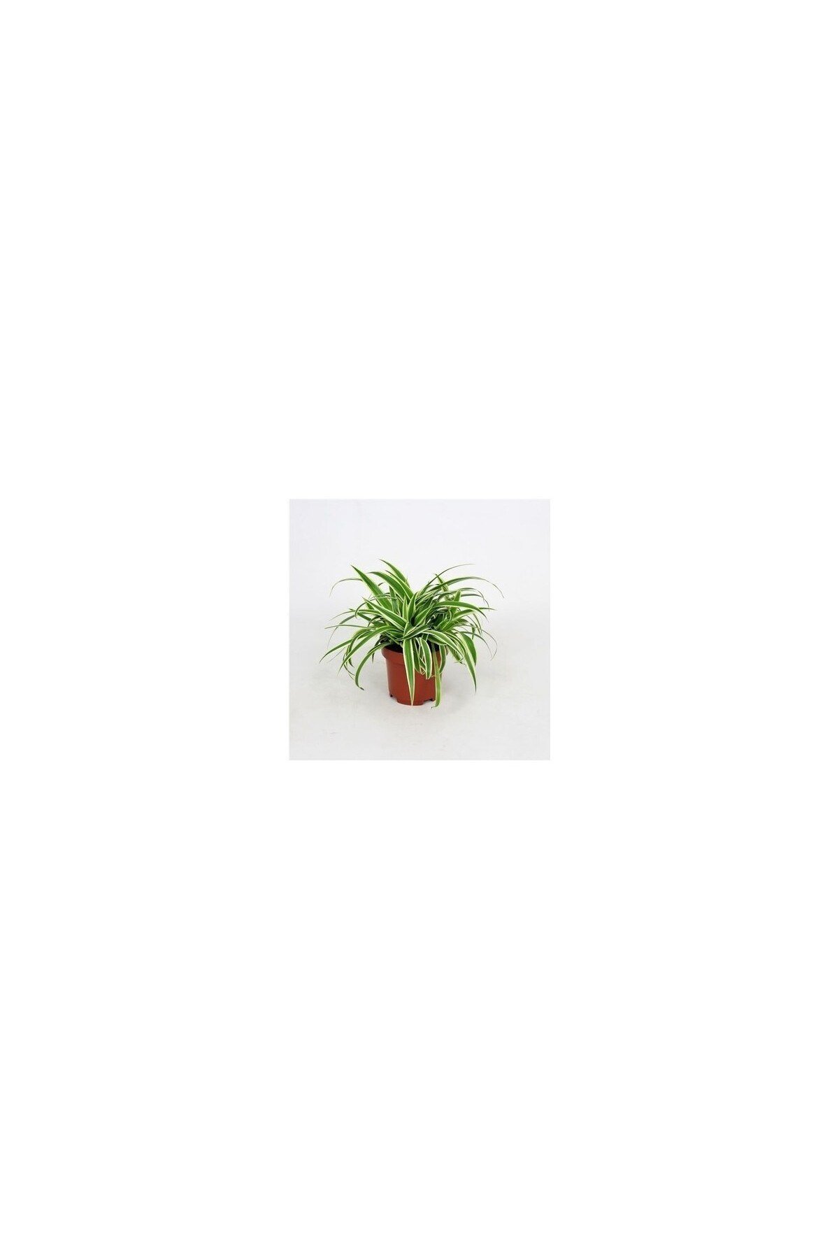 Üretim Saksılı Kurdele Çiçeği Chlorophytum Comosum Variegatum
