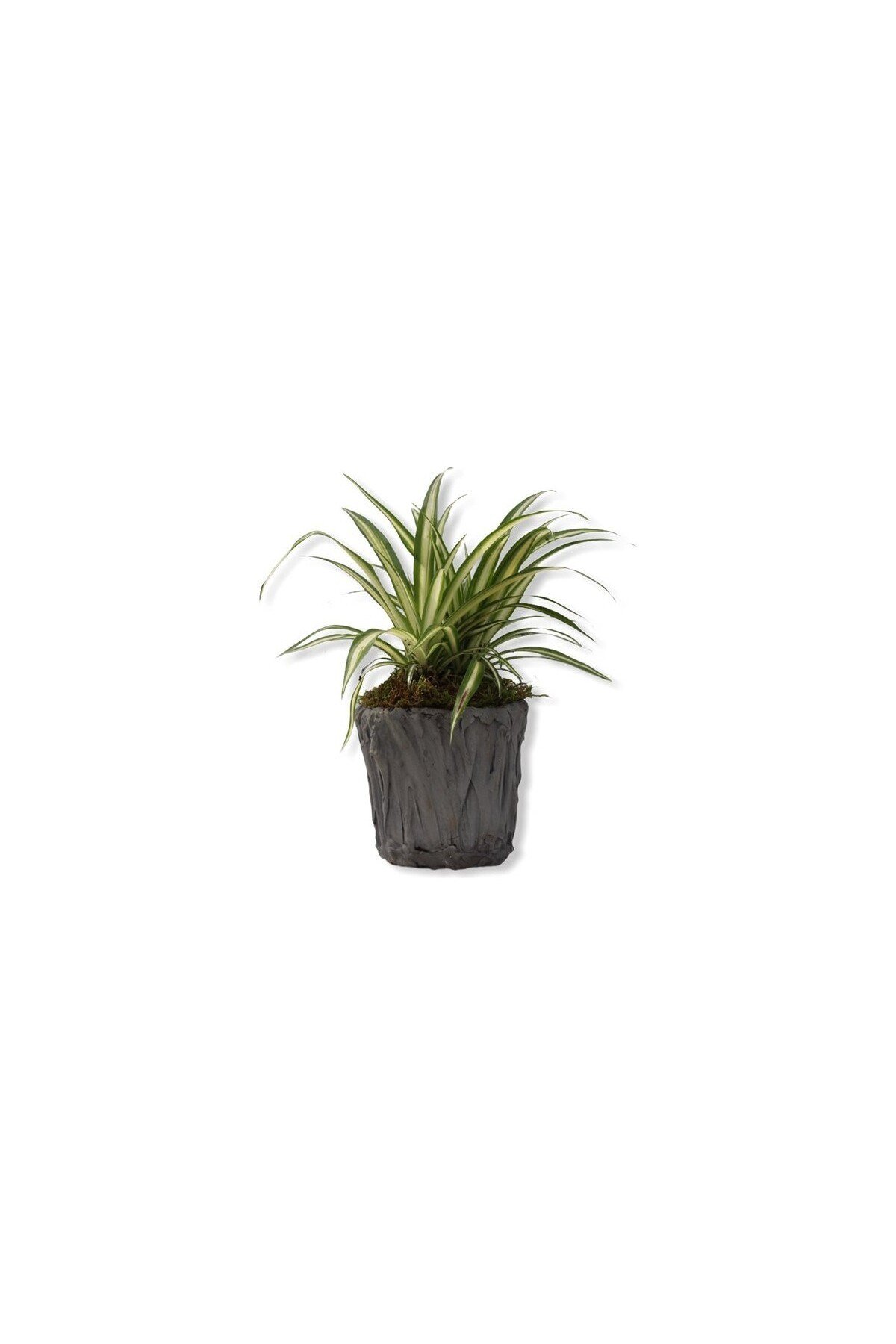 Üretim Saksılı Kurdele Çiçeği Chlorophytum Comosum Variegatum