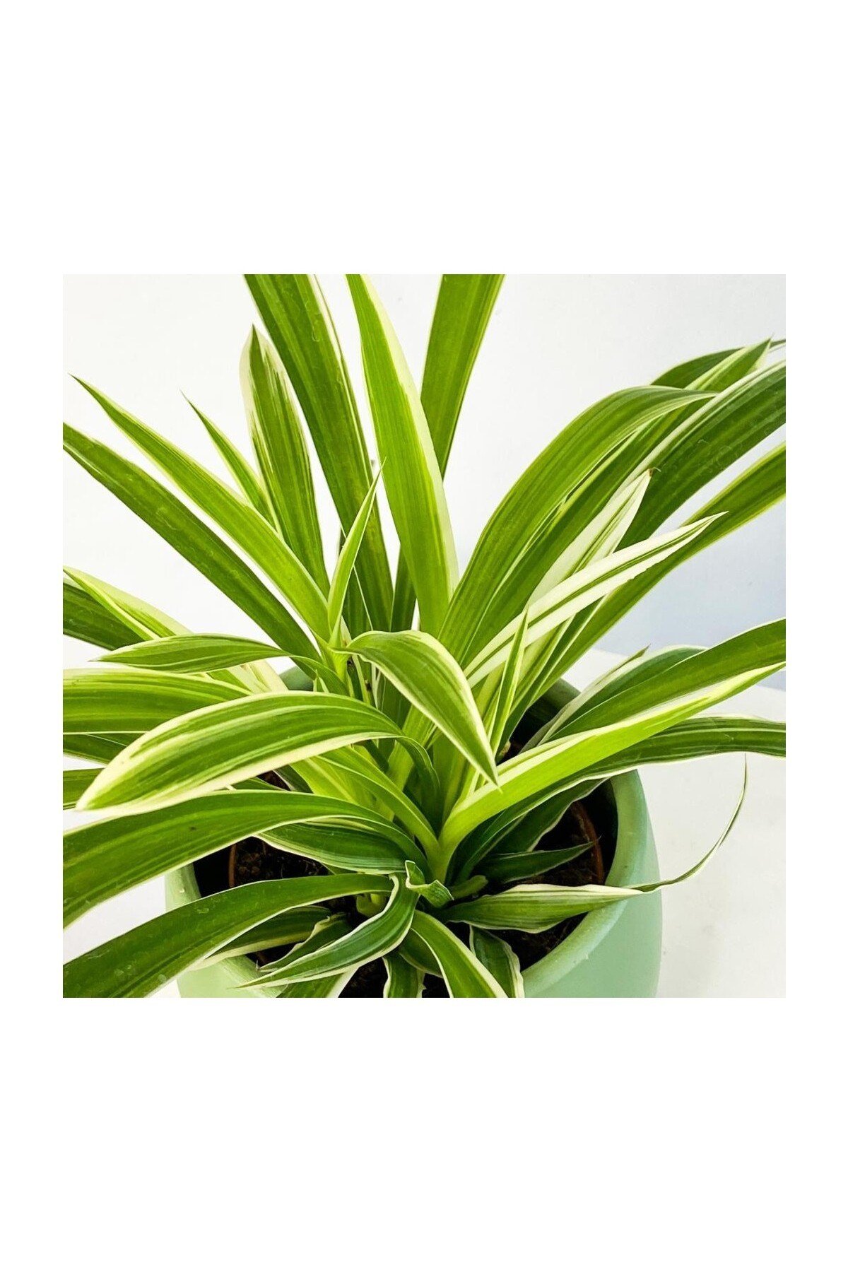 Üretim Saksılı Kurdele Çiçeği Chlorophytum Comosum Variegatum