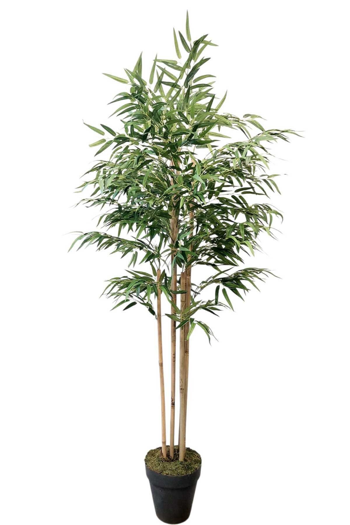 Yapay Ağaç Lüks Bambu Salon Bitkisi 6 Gövdeli 180 Cm