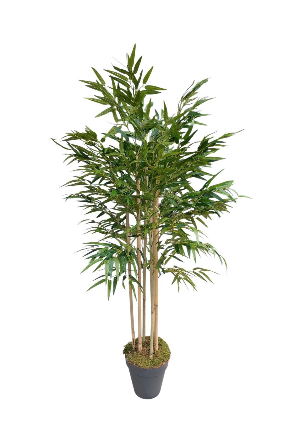 YAPAY BAMBU 6 GÖVDELİ LÜKS YAPRAKLI 160 CM BOYUNDA DEKORATİF MODERN AĞAÇ