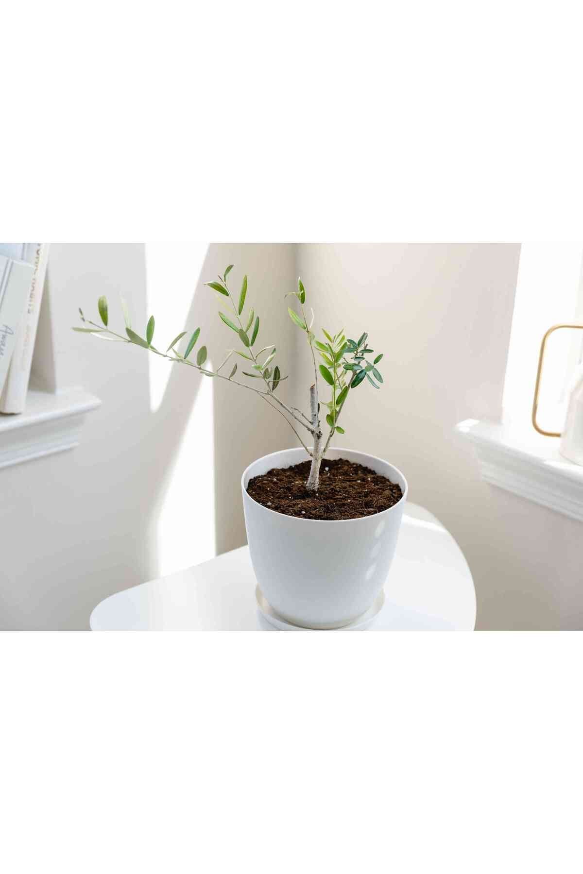Yapay Zeytin Ağacı 150 Cm Boyunda Dekoratif Modern İç Mekan Salon Ofis Ağacı