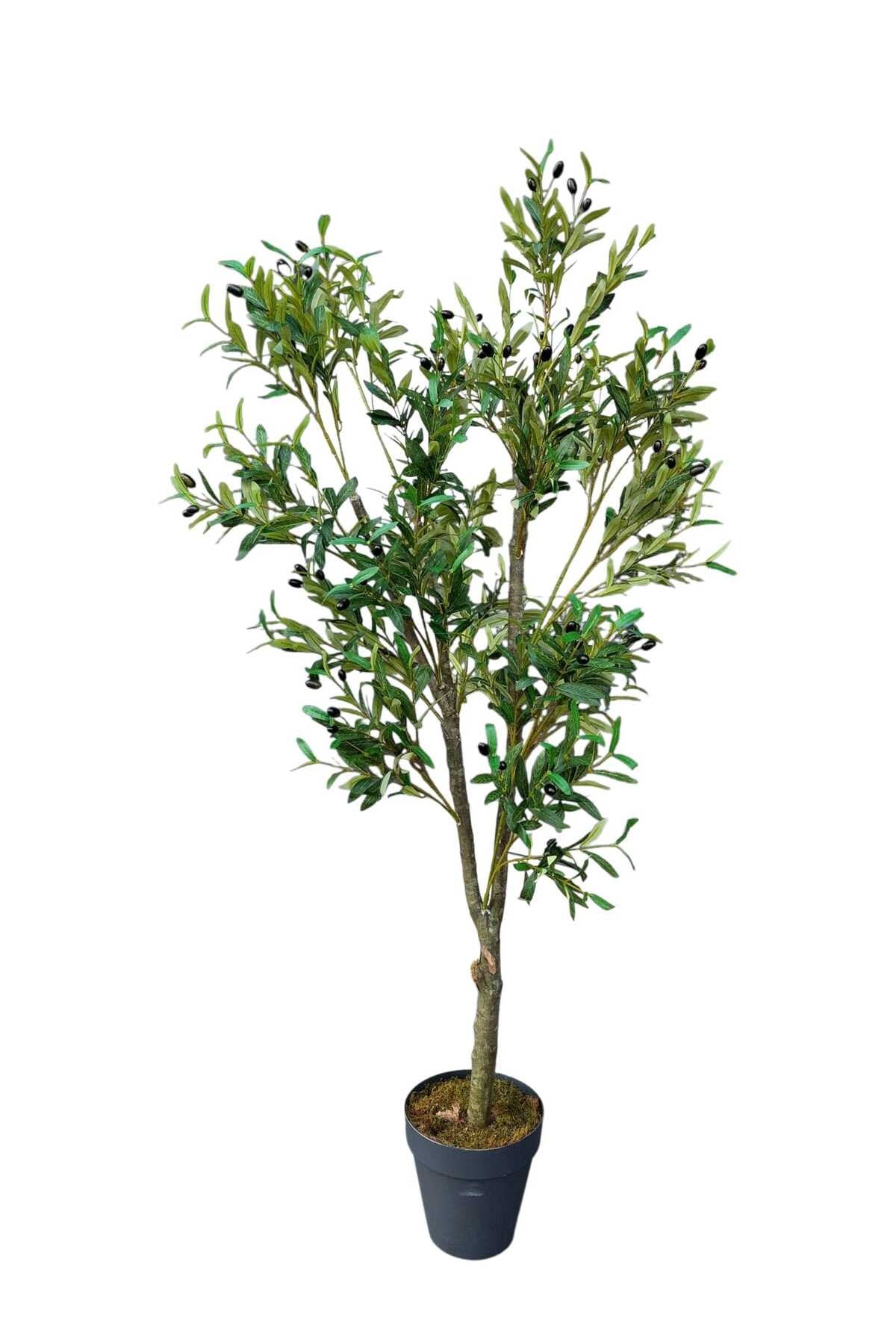 Yapay Zeytin Ağacı 170 Cm Boyunda Dekoratif Modern İç Mekan Salon Ofis Ağacı