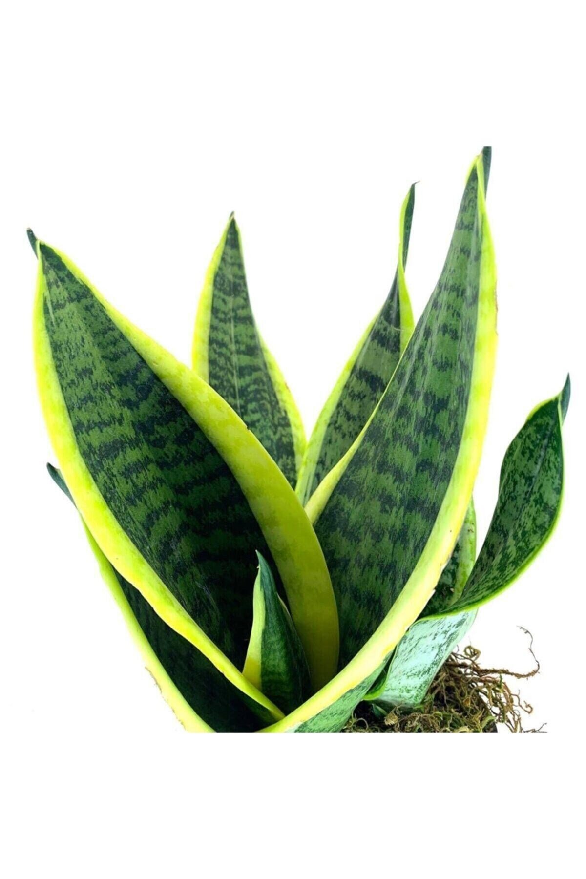 Yavrulu Sansevieria Trifasciata Paşa Kılıcı Peygamber Kılıç Çiçeği 35-40 Cm