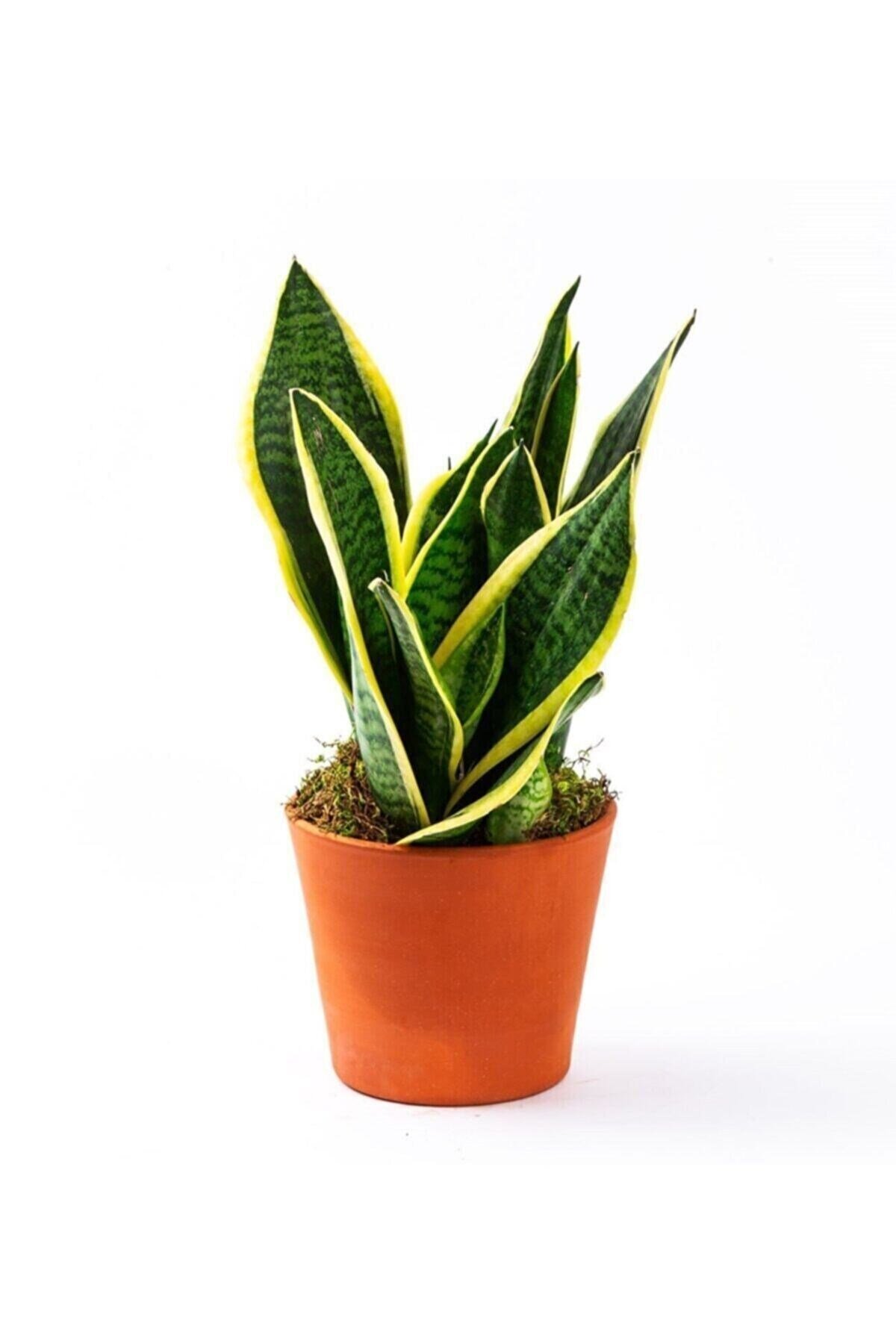 Yavrulu Sansevieria Trifasciata Paşa Kılıcı Peygamber Kılıç Çiçeği 35-40 Cm