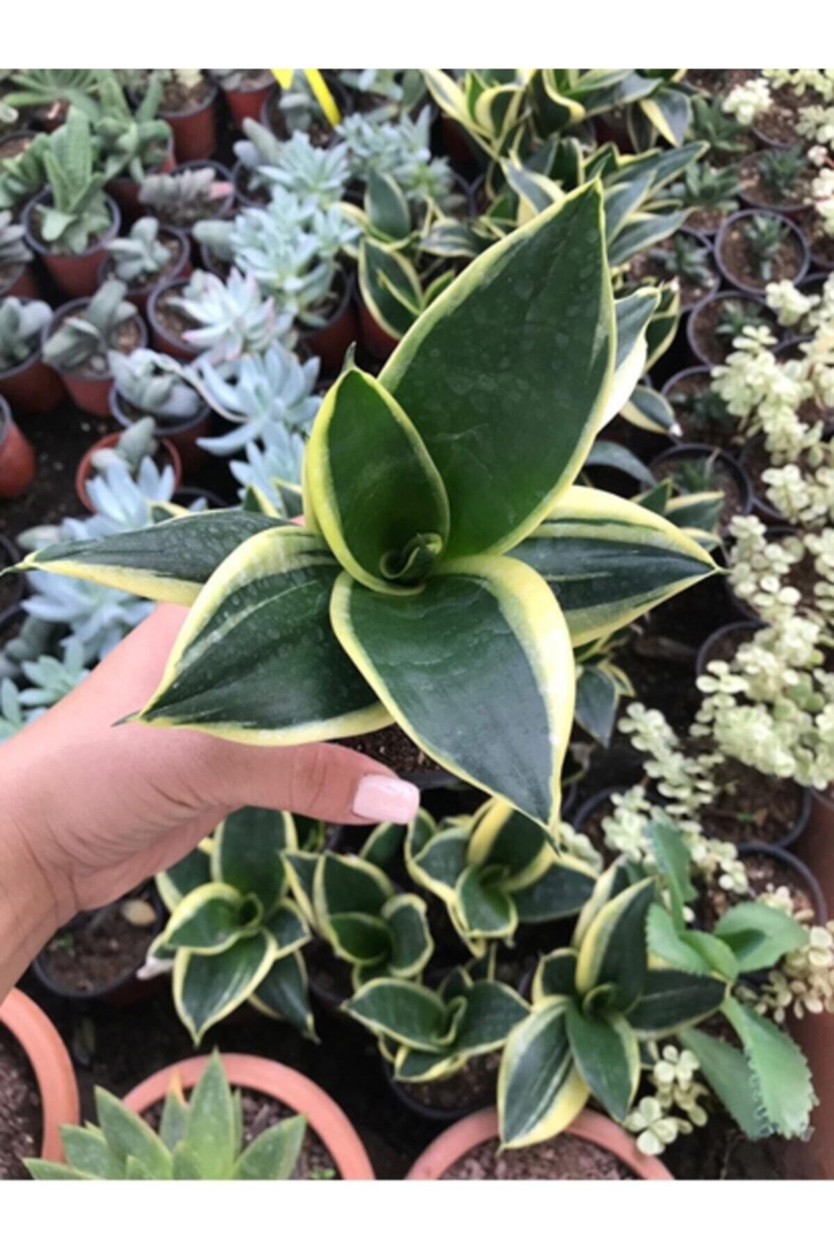 Yavrulu Sansevieria Trifasciata Paşa Kılıcı Peygamber Kılıç Çiçeği 35-40 Cm