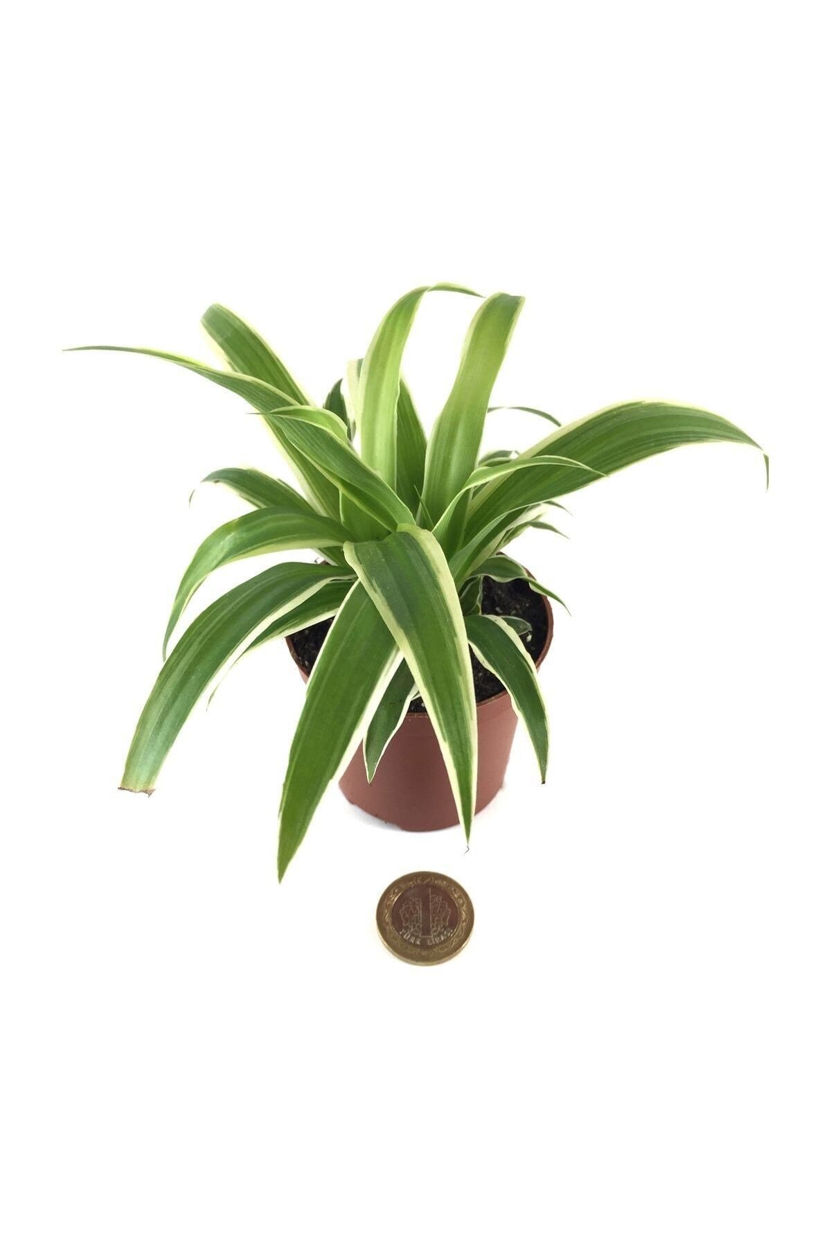 Yeşil Ev Bitkisi - Chlorophytum comosum 1 - Kurdele Çiçeği CHLCO1