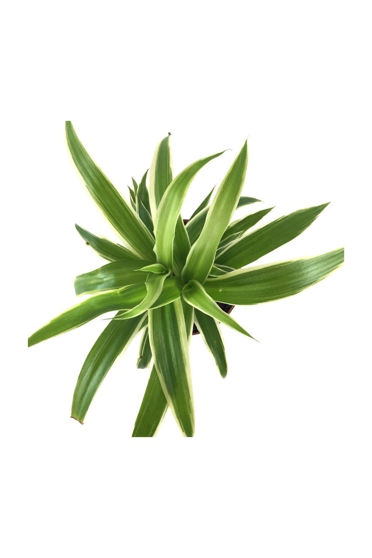 Yeşil Ev Bitkisi - Chlorophytum comosum 1 - Kurdele Çiçeği CHLCO1