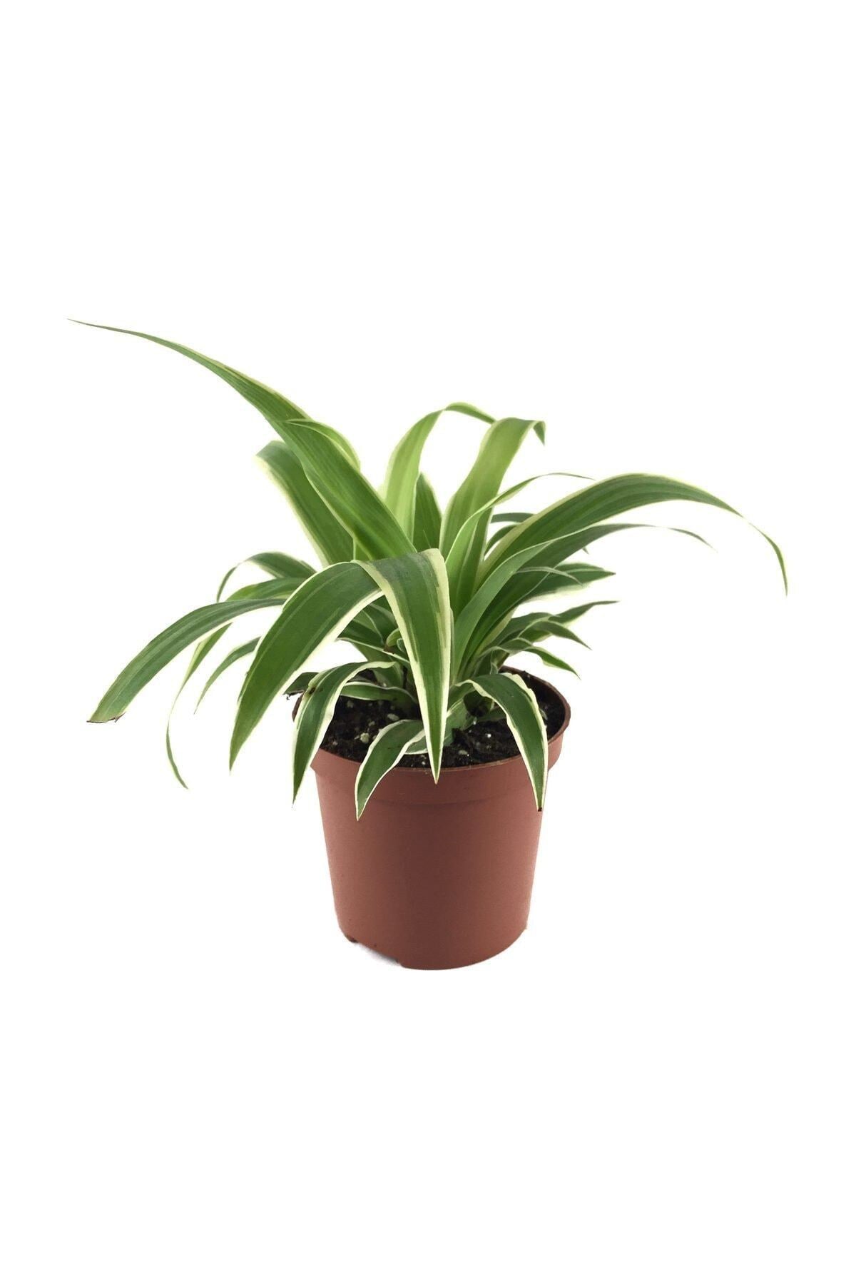 Yeşil Ev Bitkisi - Chlorophytum comosum 1 - Kurdele Çiçeği CHLCO1
