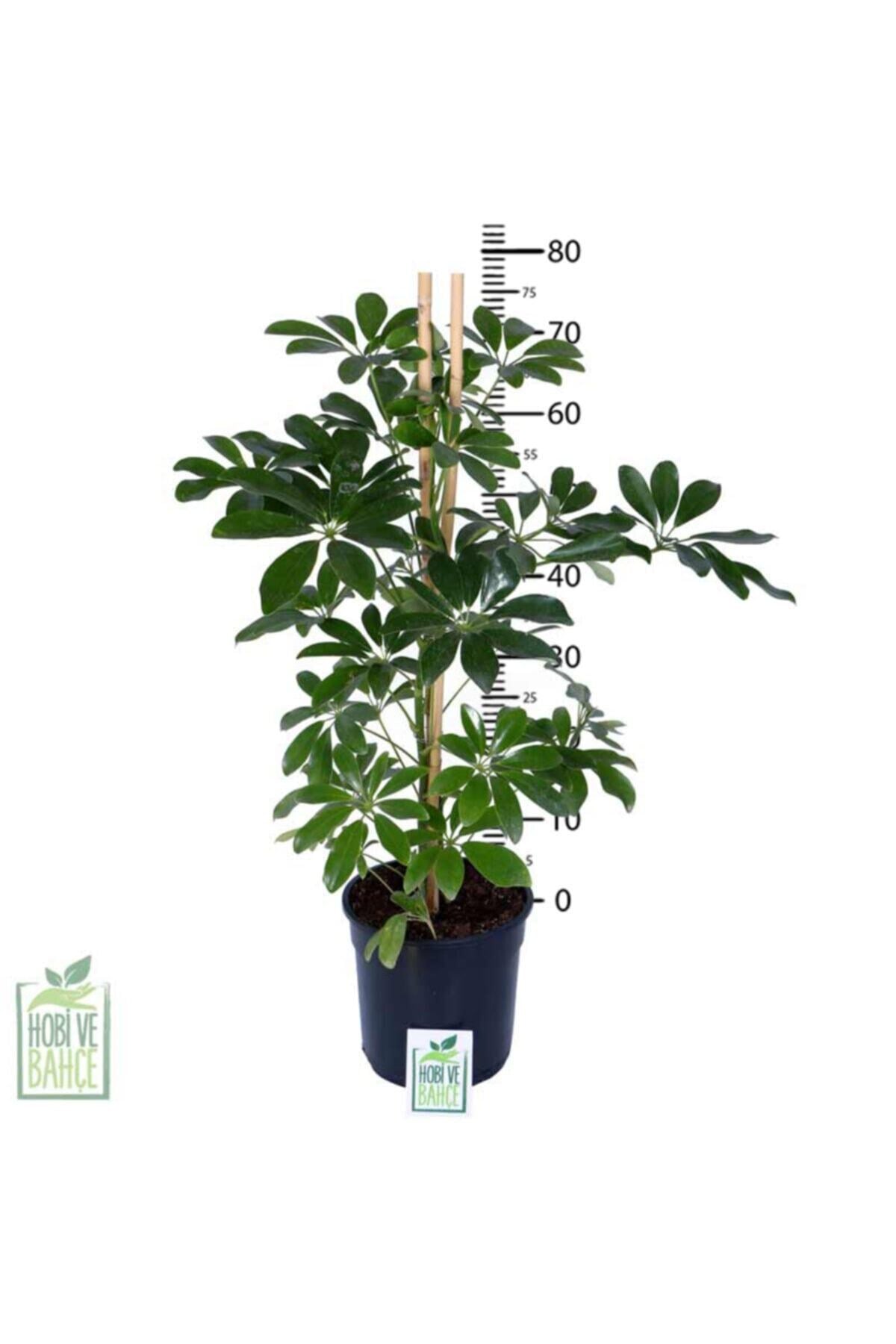 Yeşil Şeflera – Schefflera Arboricola Nora - Bitki Boyu 60-80 Cm