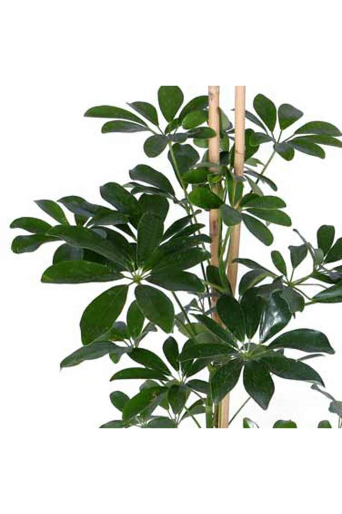 Yeşil Şeflera – Schefflera Arboricola Nora - Bitki Boyu 60-80 Cm