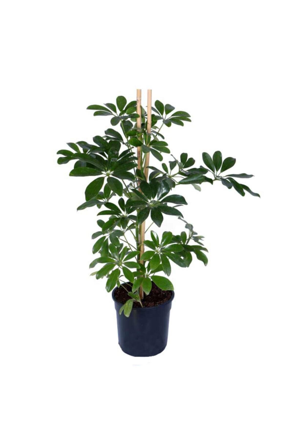 Yeşil Şeflera – Schefflera Arboricola Nora - Bitki Boyu 60-80 Cm