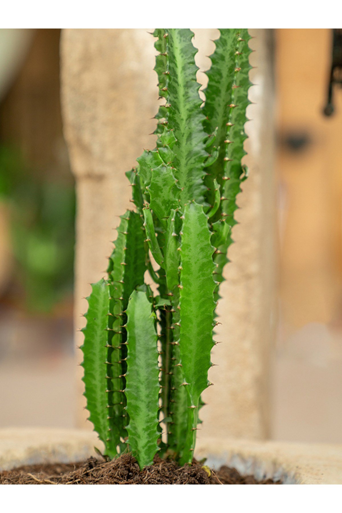 Yeşil Süt Ağacı Kaktüs - Euphorbia Trigona Canlı Ev Bitkisi Ofis Bitkisi Salon Bitkisi İç Mekan