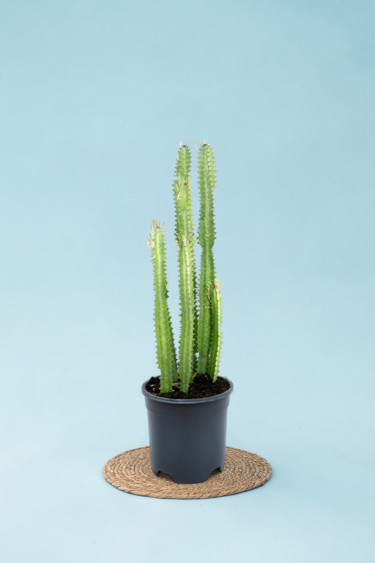Yeşil Süt Ağacı Kaktüs - Euphorbia Trigona Canlı Ev Bitkisi Ofis Bitkisi Salon Bitkisi İç Mekan